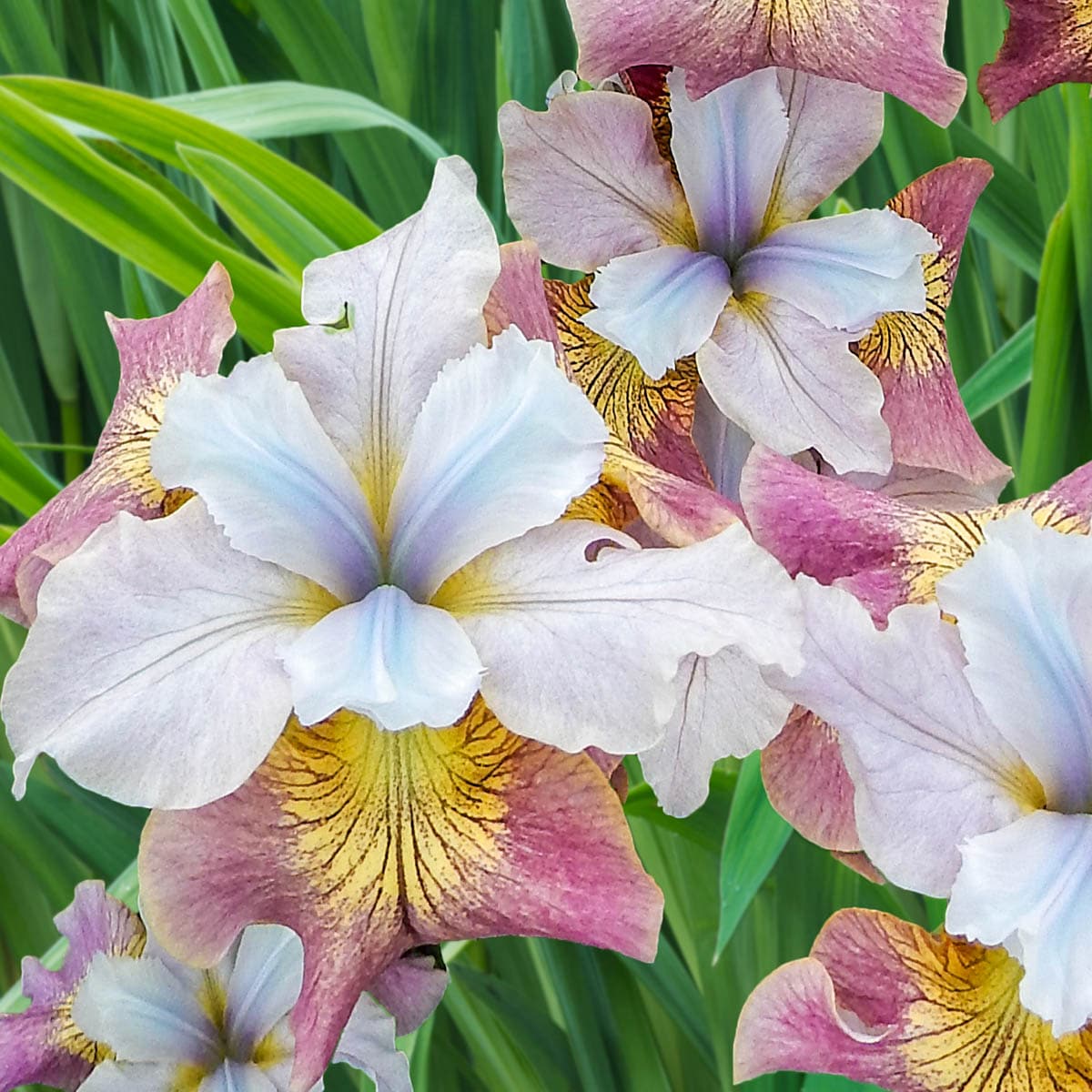 Sugar Rush Siberian Iris Plants, Bulbs & Seeds at Lowes.com