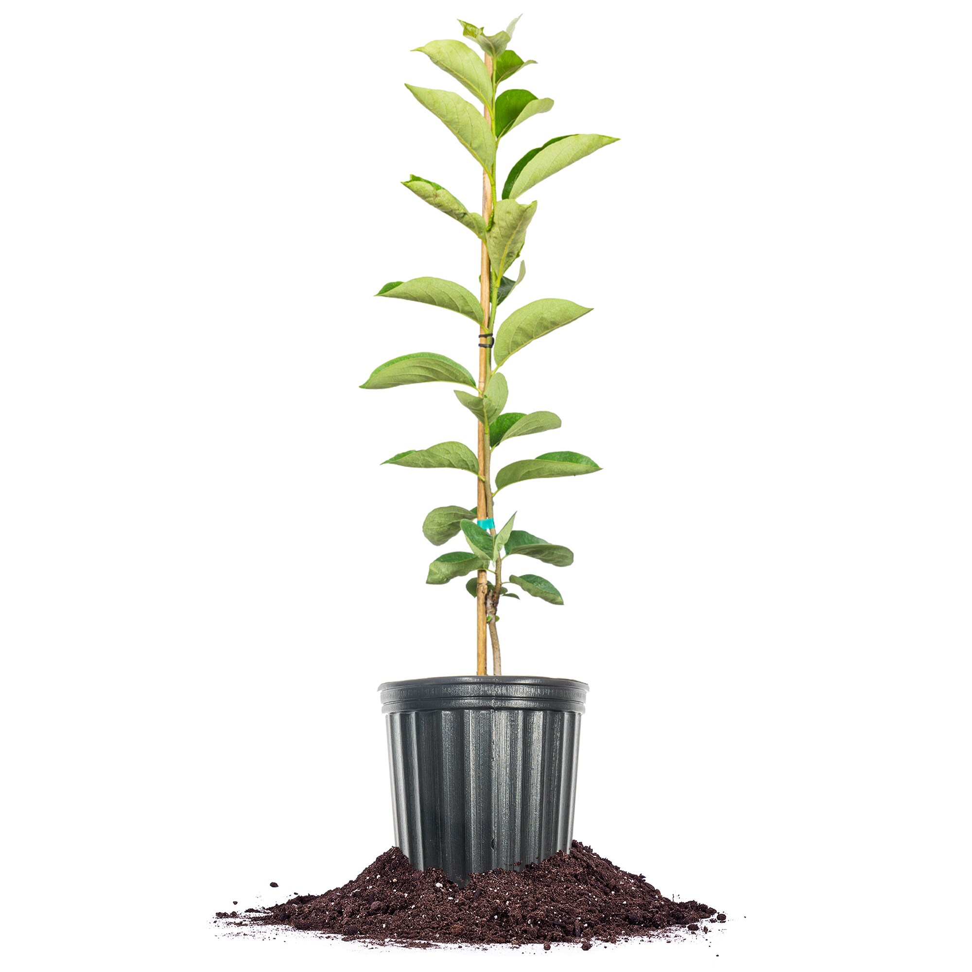 Perfect Plants LOSAIJO3G 3 -Gallon Fruit Saijo Persimmon In pot (with soil)