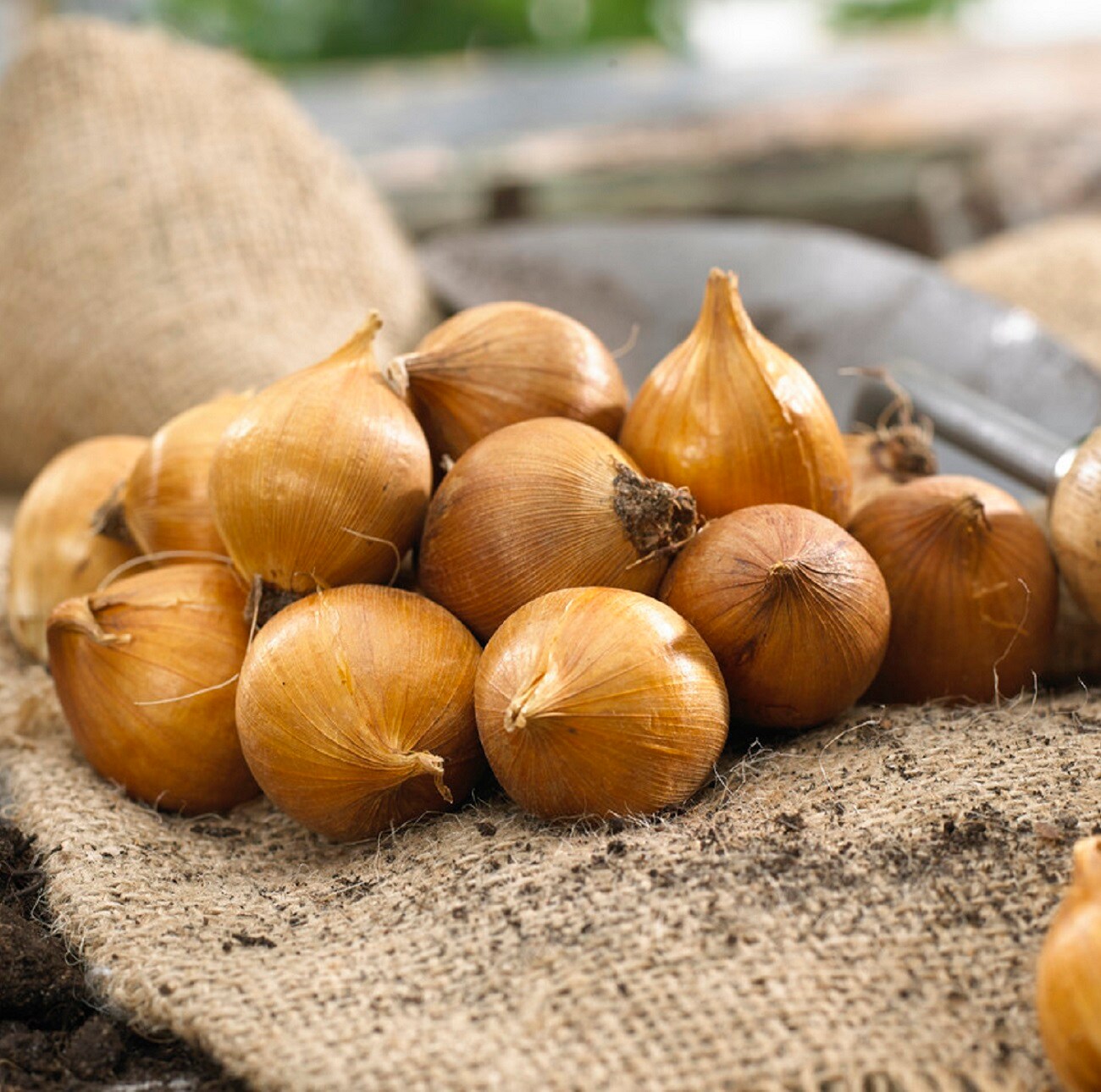 Van Zyverden 11270 Plant-Bulbs - View #2