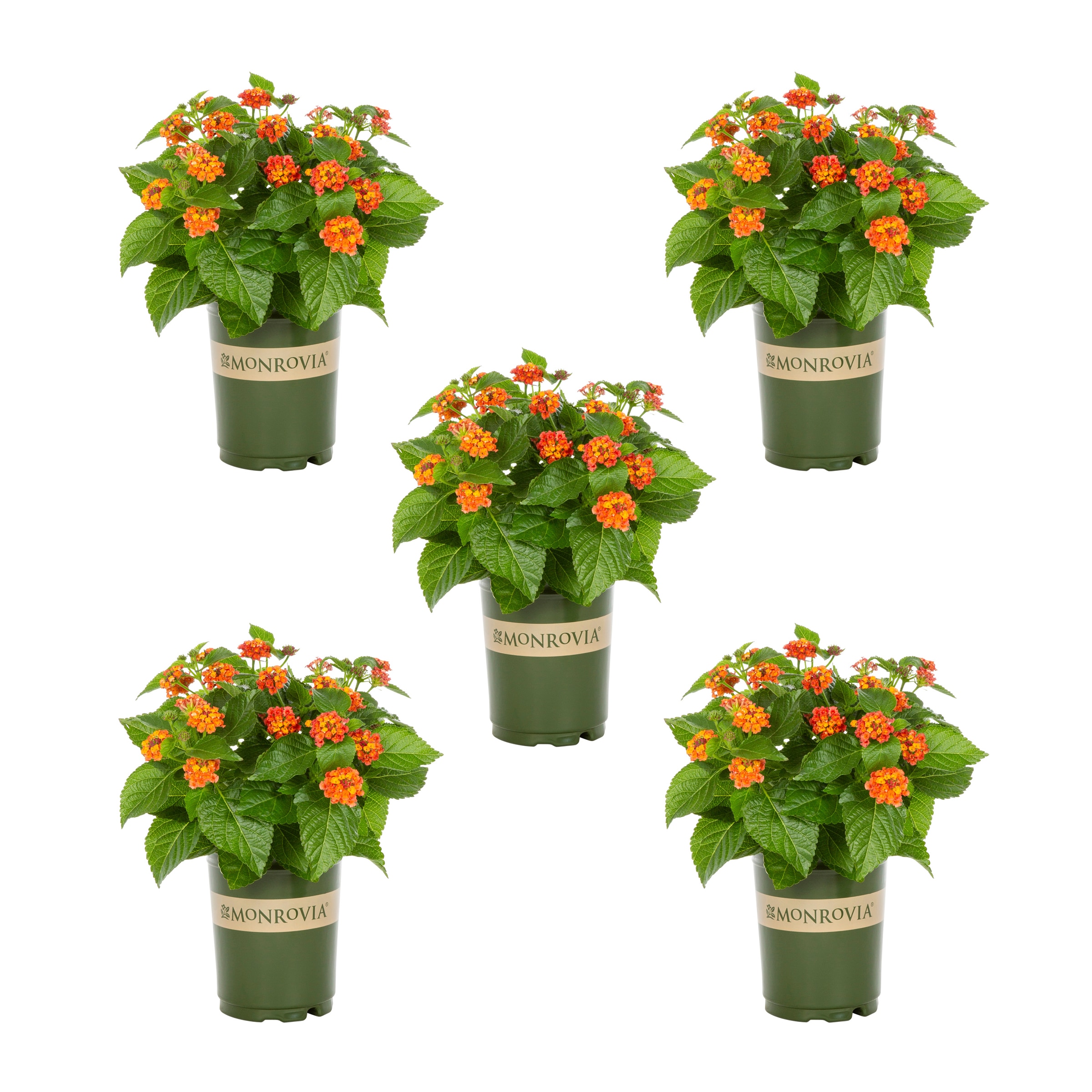 Monrovia 5076 Multicolor Lantana in 1.5 Pint Planter 5 -Pack