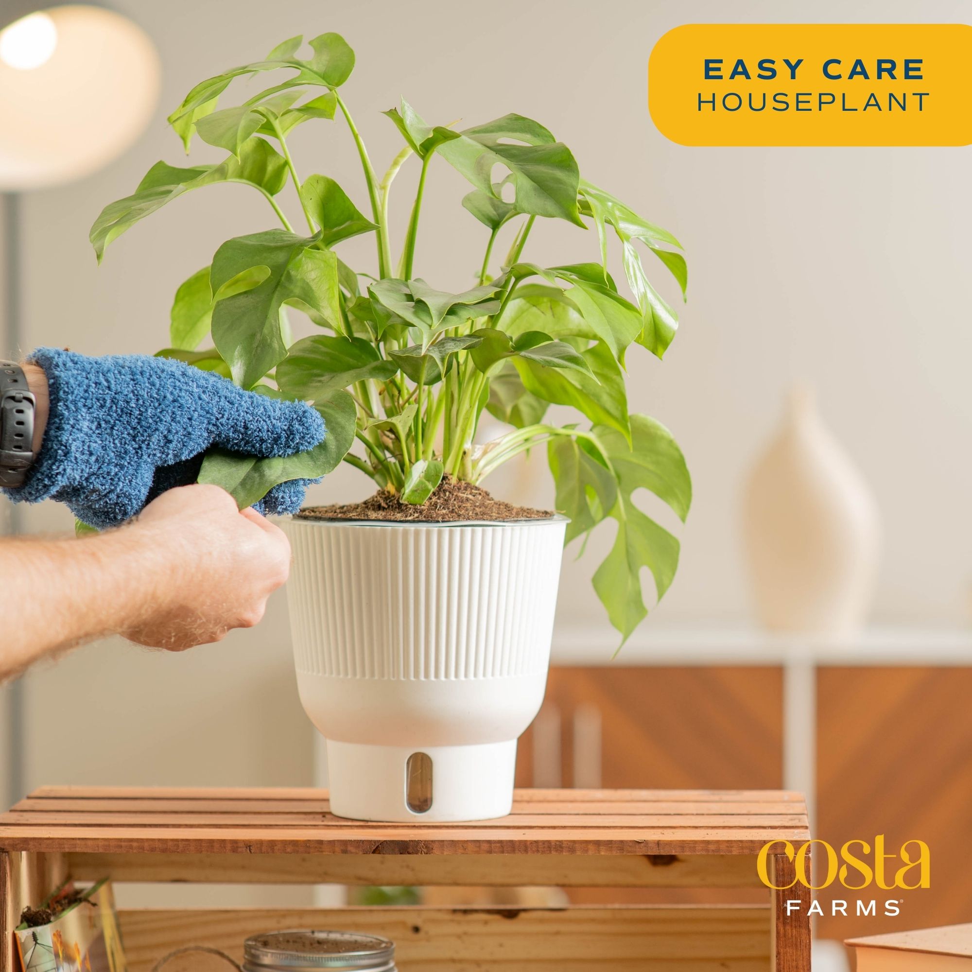 Costa Farms 4905274 hseplants - View #5