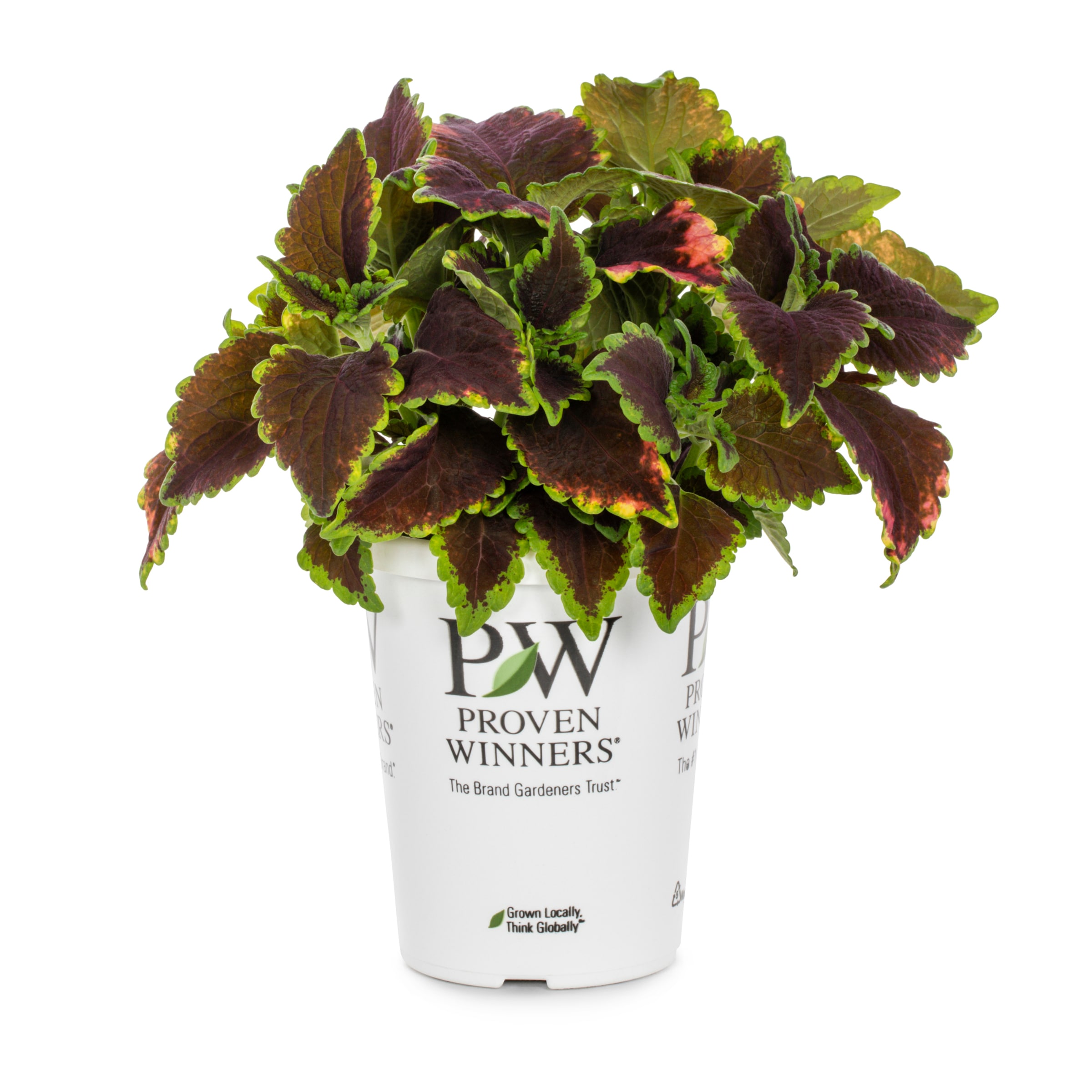 Lowe's NURSERY Multicolor Proven Winners Coleus ColorBlaze El Brighto in 1.56 Pint Pot 1 -Pack