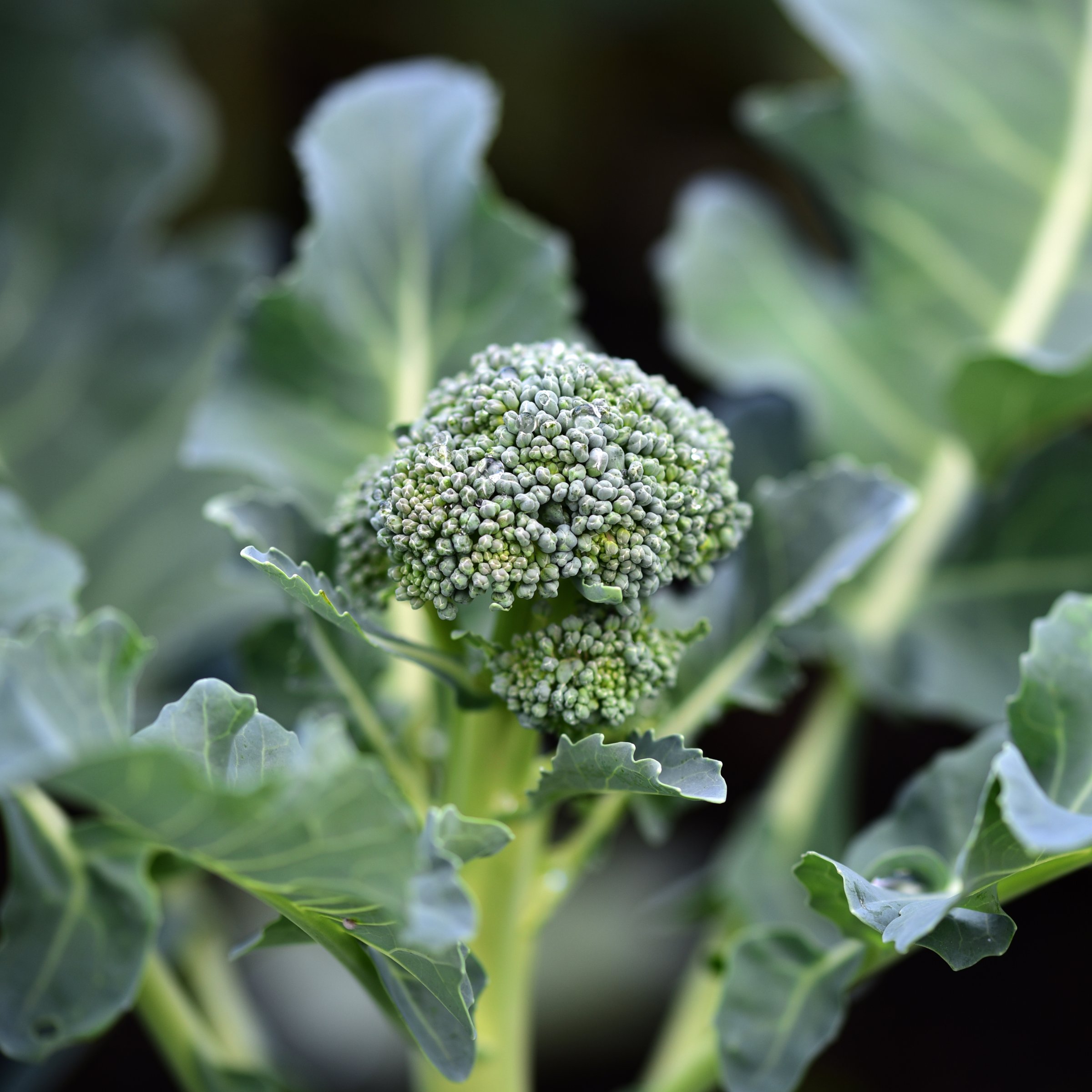 National Plant Network LW2275 Vegetable-Plants - View #6