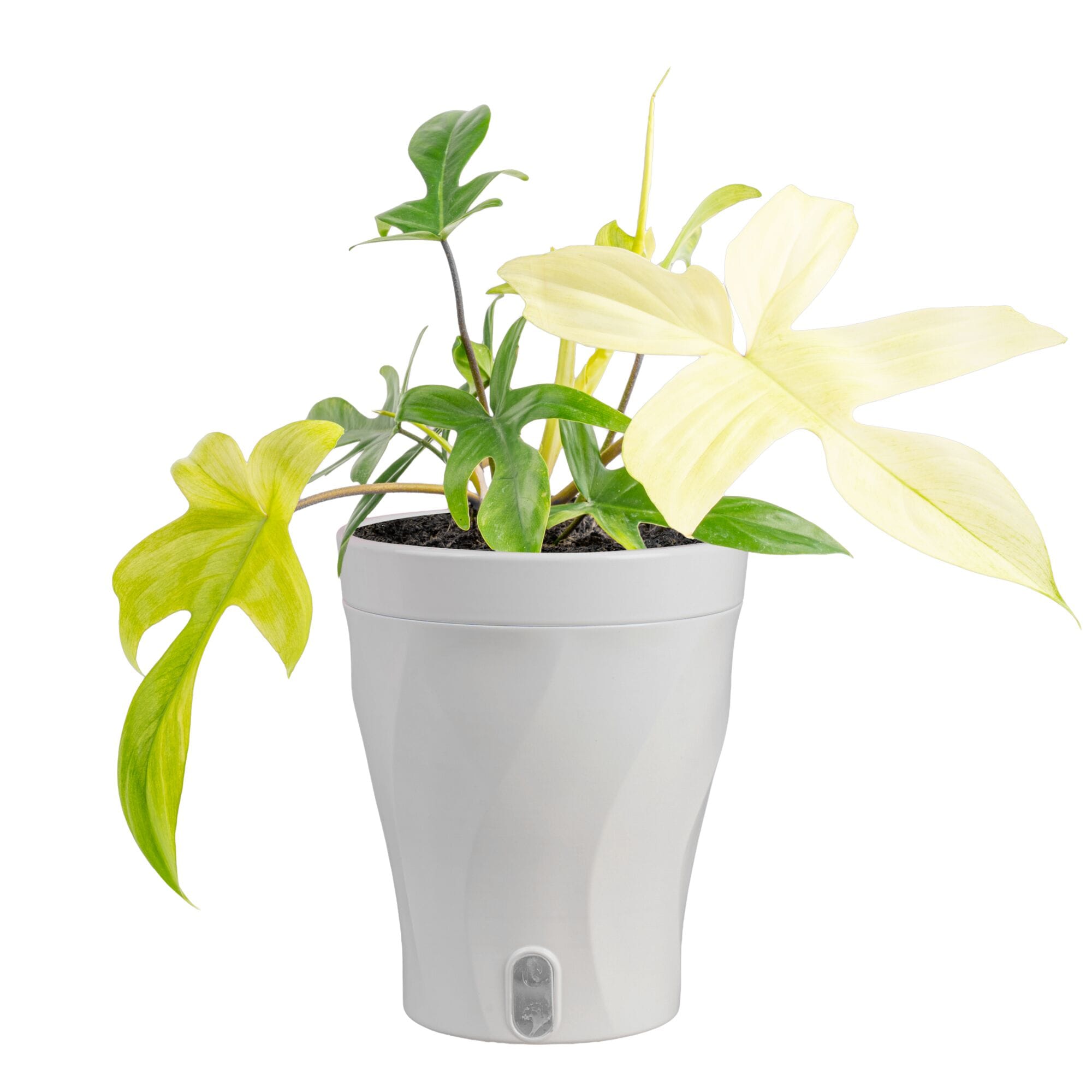 Costa Farms Trending Tropicals Philodendron House plant in 1.4 Quart(s) Self-watering pot 1 -Pack