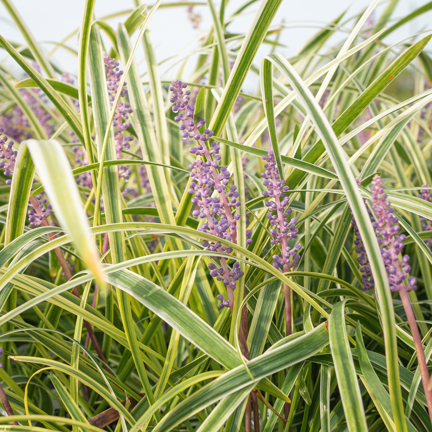Flowerwood 4009LP (LOWES) Ornamental-Grasses - View #7