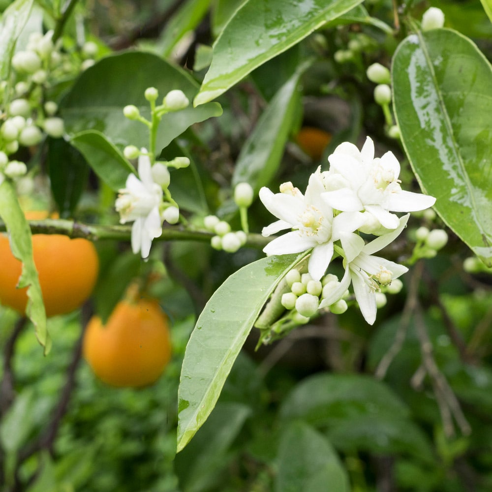 Brighter Blooms 10221 Fruit-Plants - View #2