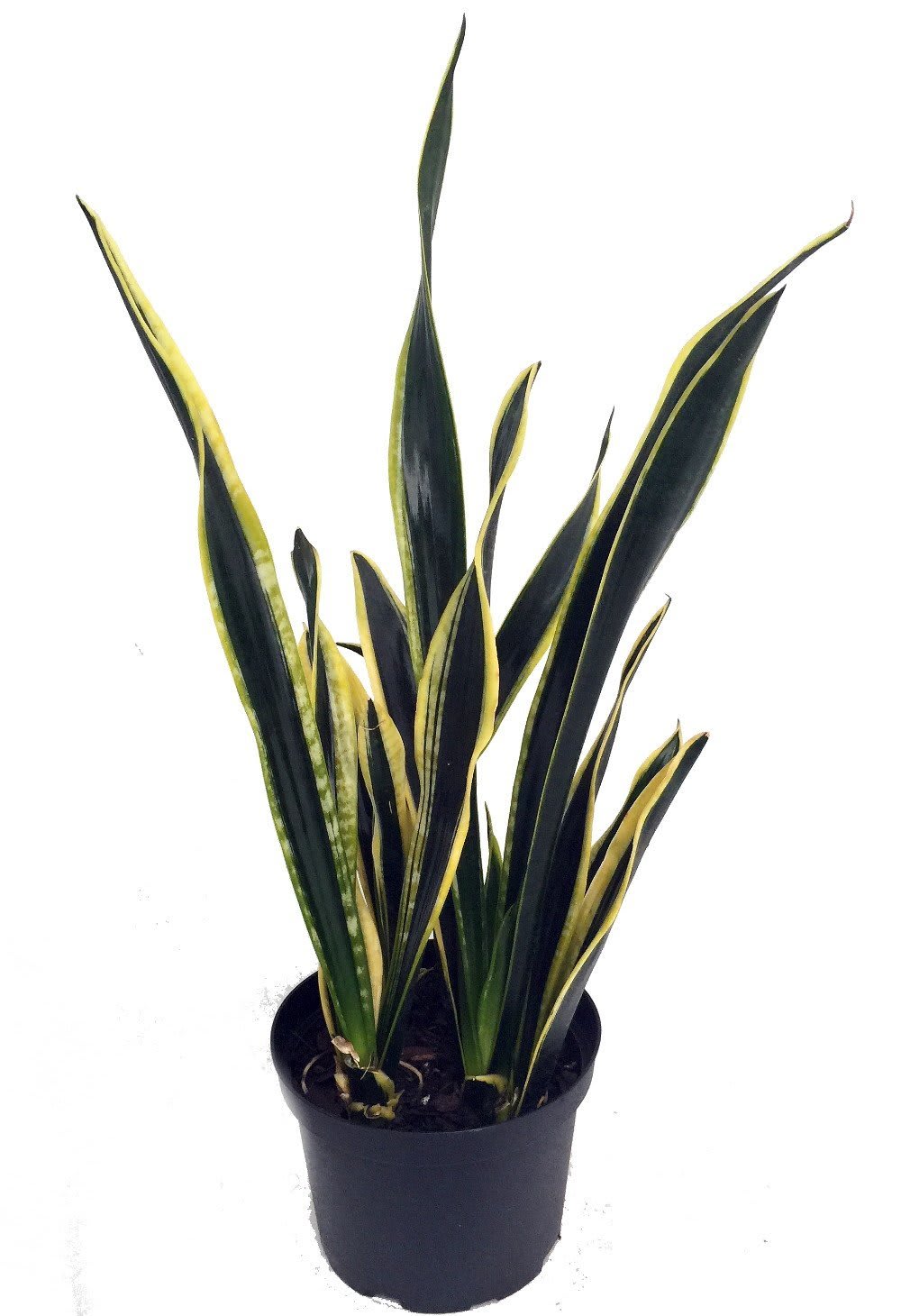 black terracotta plant pots Black Glazed Terracotta Pot for Tillandsia Air Plants – Air Plant Shop