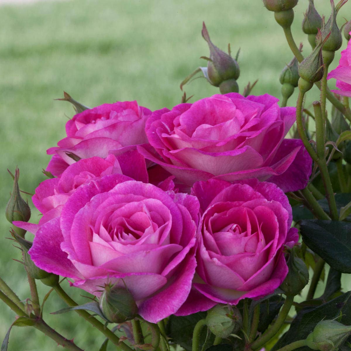 Spring Hill Nurseries 86297 roses - View #2