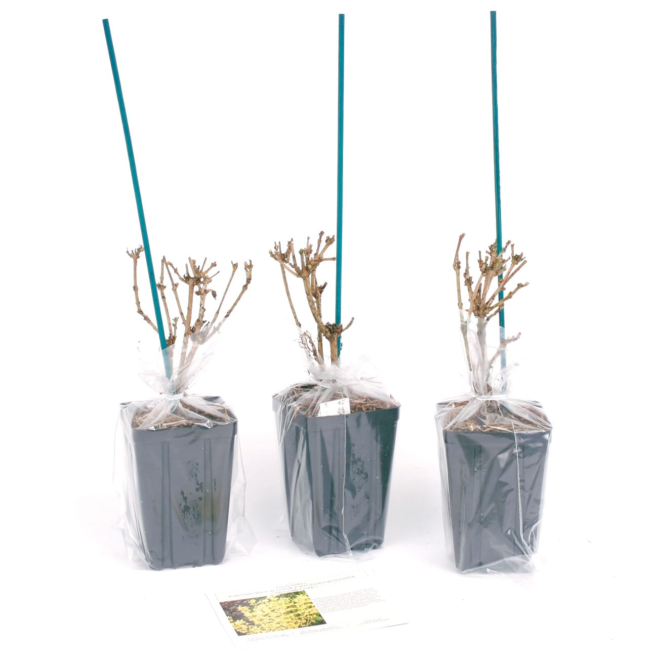Van Zyverden 82904 Plant-Bulbs - View #7
