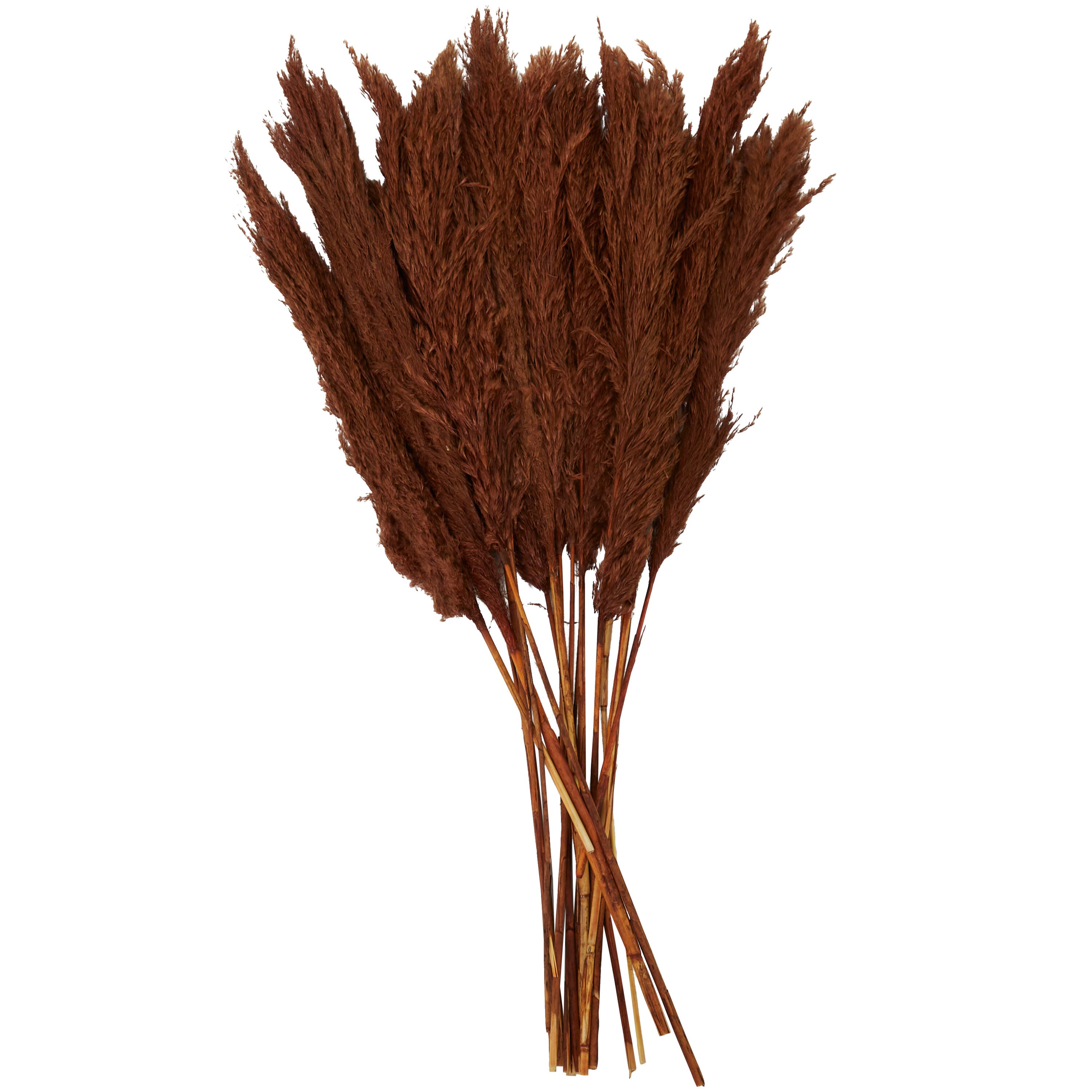 Grayson Lane 35-in Brown with Long Stems Indoor Pampas Grass Artificial ...