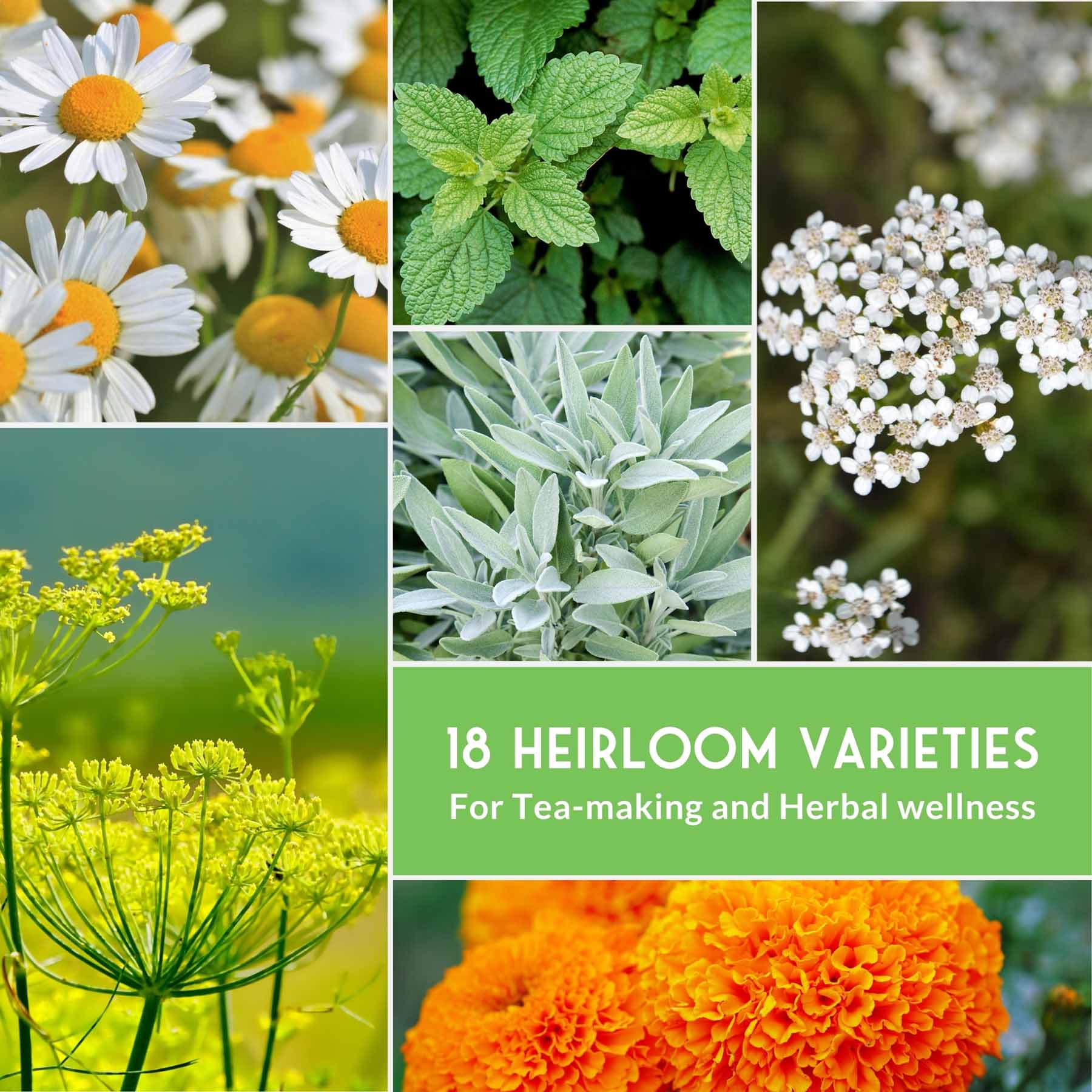 Survival Garden Seeds Medicinal Herb 18 Packet Seed Collection for