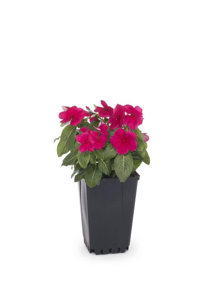 Lowe's Multicolor Vinca in 1.25-Quart Pot at Lowes.com