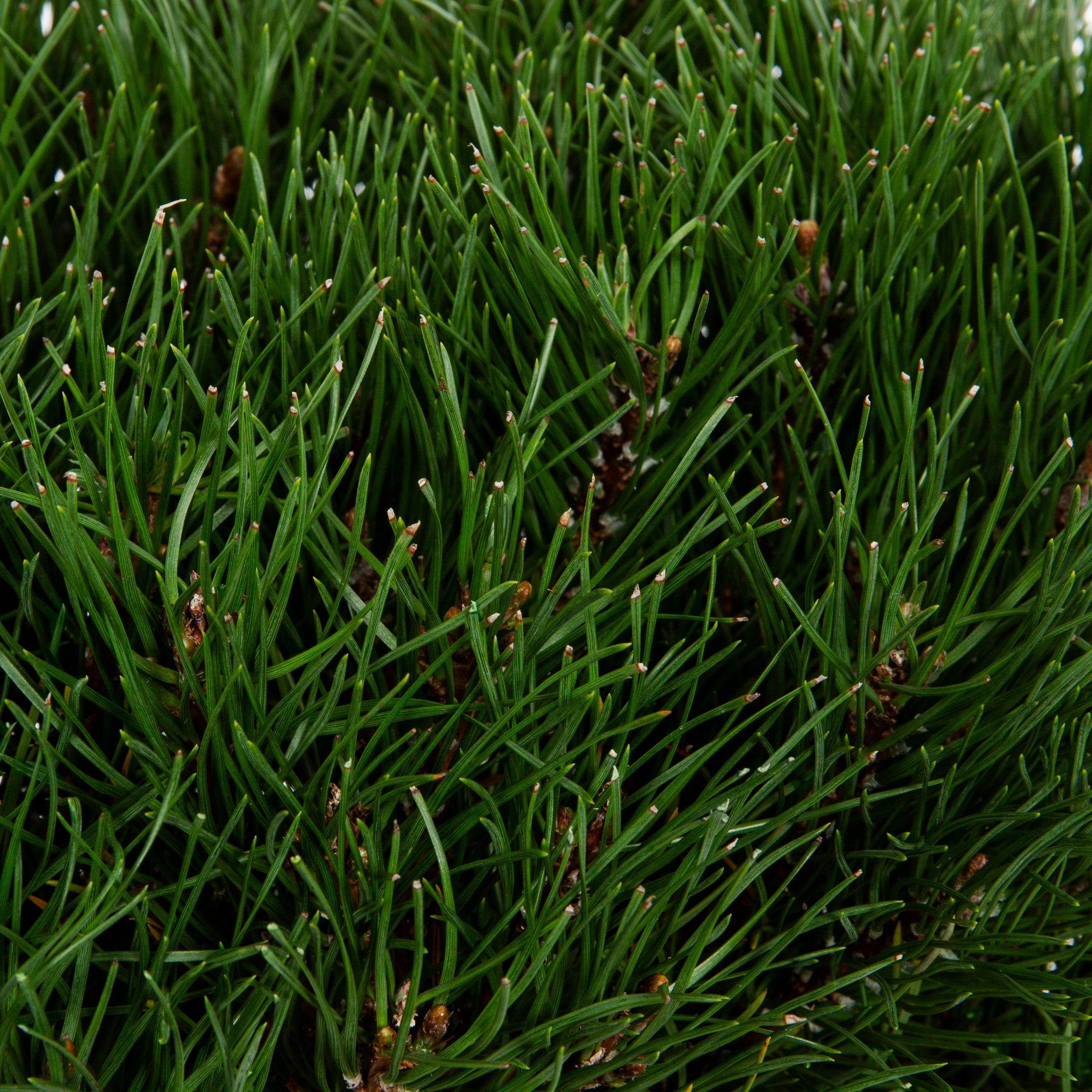 Holiday Living NURSERY annuals - View #2