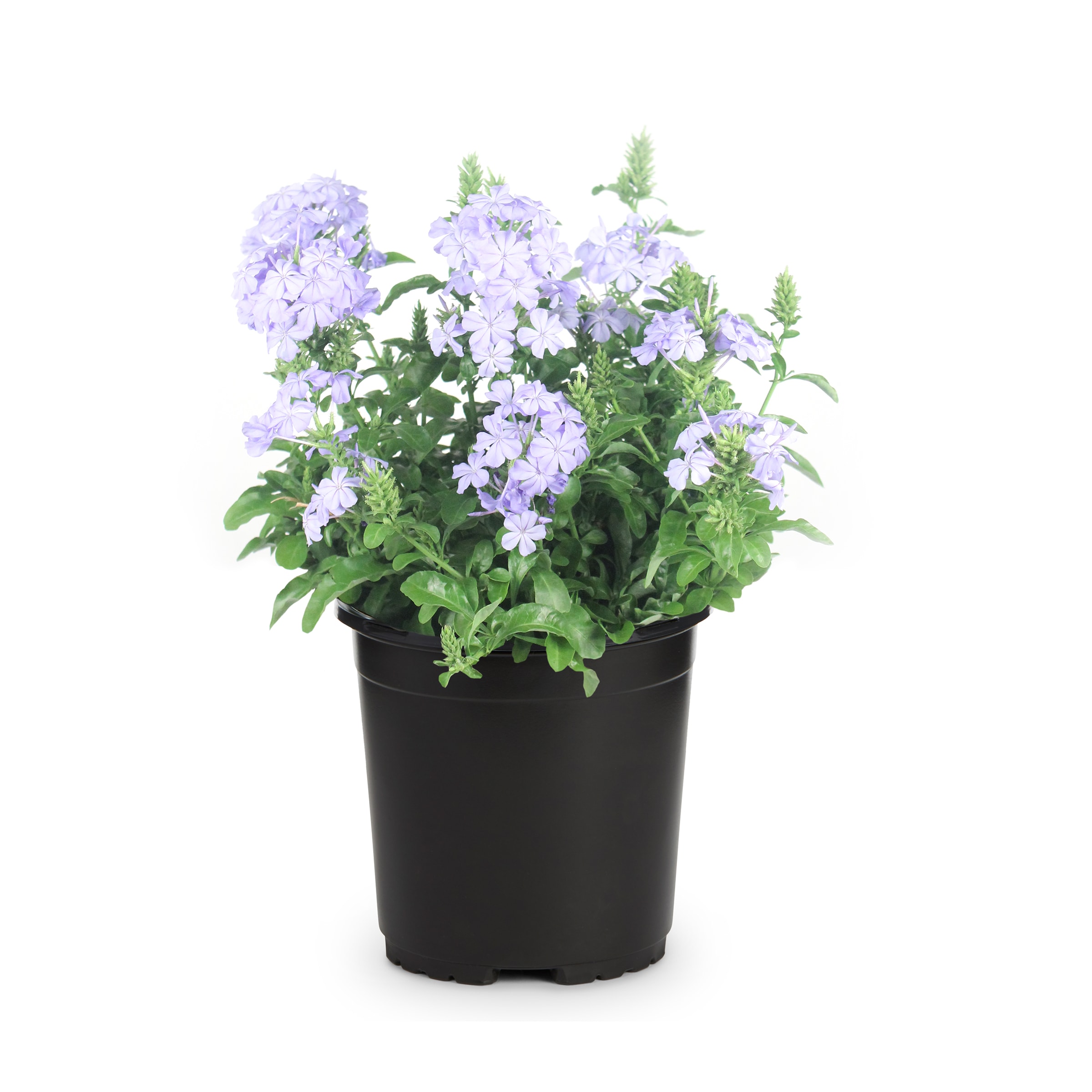 Lowe's Blue Plumbago Plant in 1-Gallon Pot in the Perennials department ...