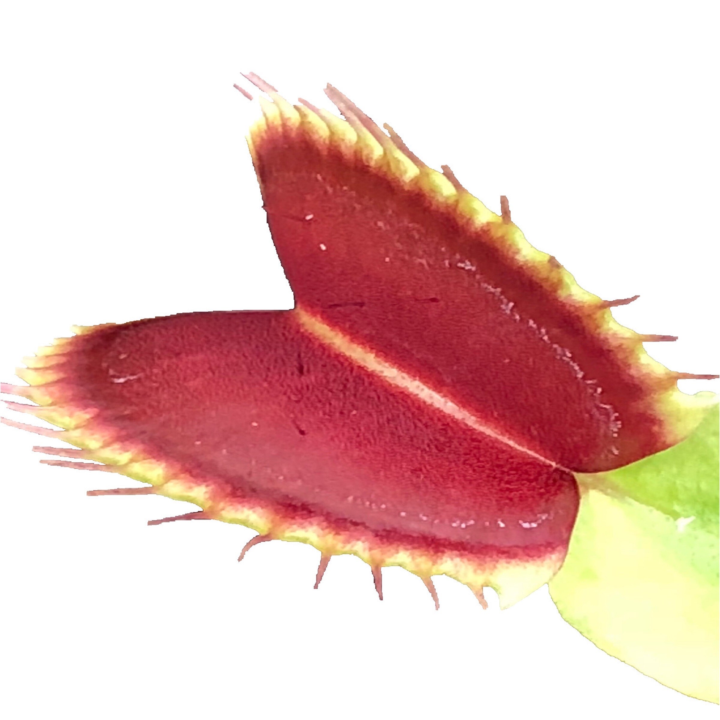 Gubler Carnivorous Plant House plant in 1 Ounce(s) Pot 1 -Pack