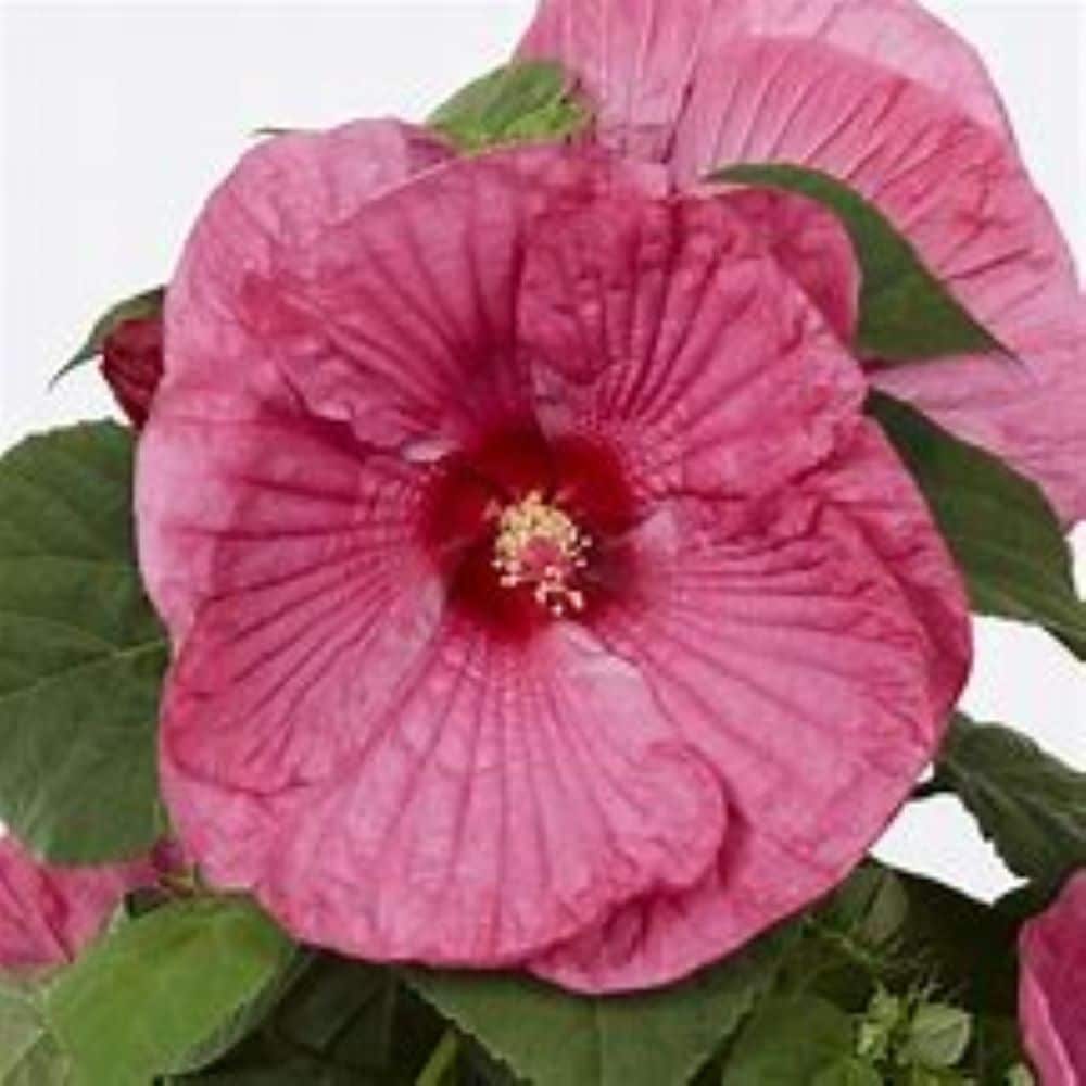 Ready Refill NURSERY Multicolor Hibiscus in 1.50 Gallon(s) Pot 1 -Pack