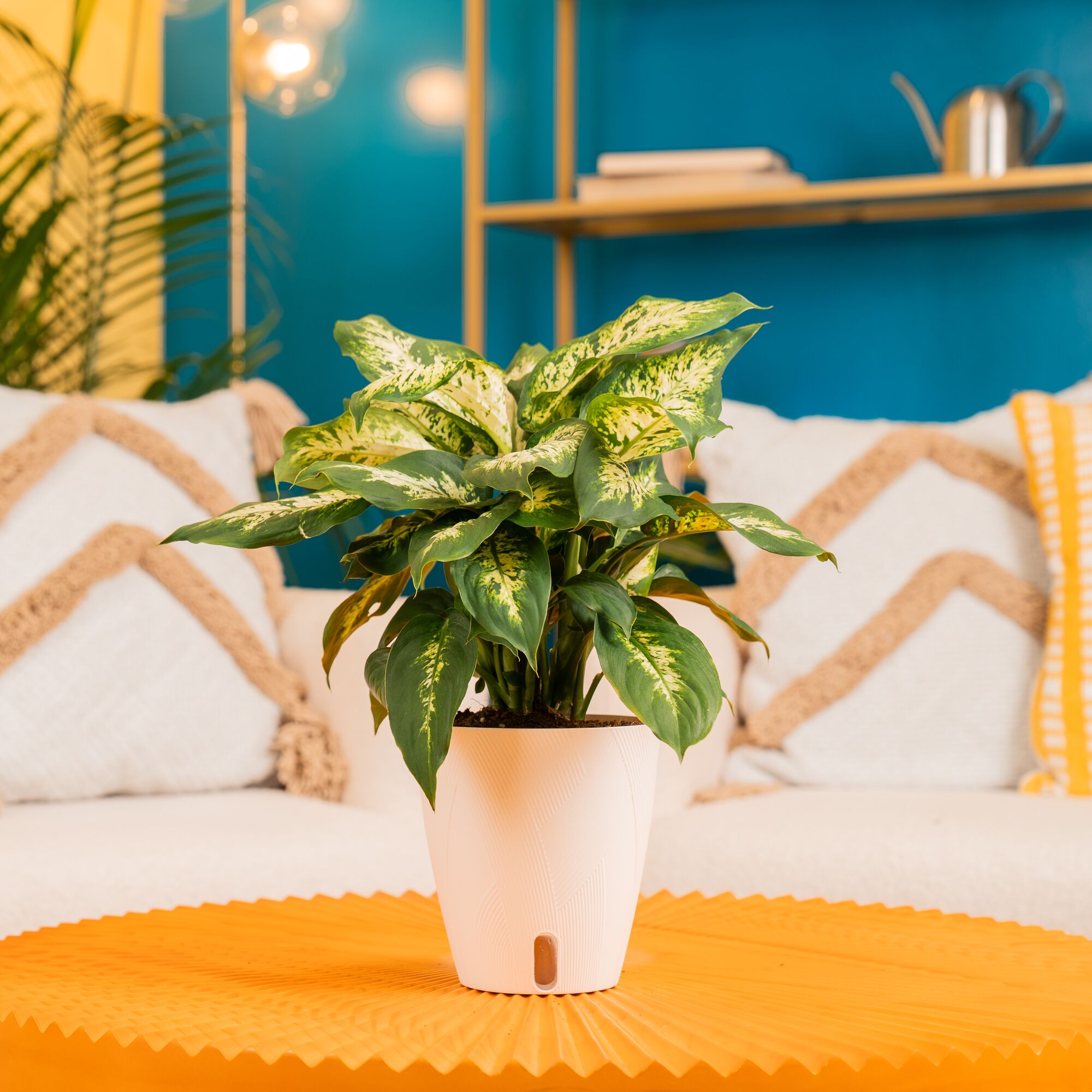 Costa Farms 5021782 hseplants - View #3