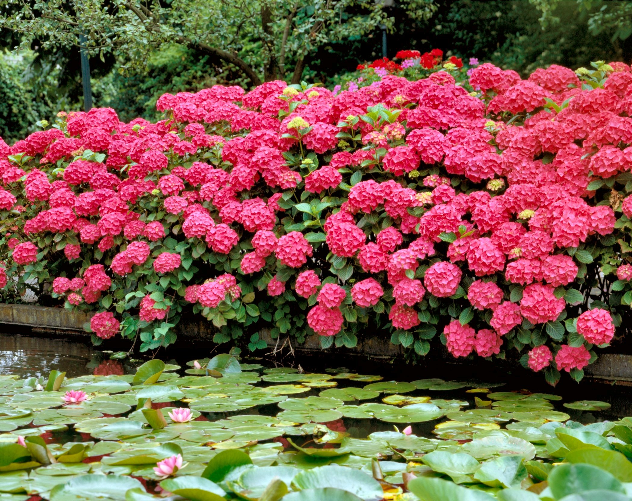 National Plant Network LW1684 shrubs - View #4