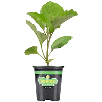 Bonnie Plants undefined at Lowes.com
