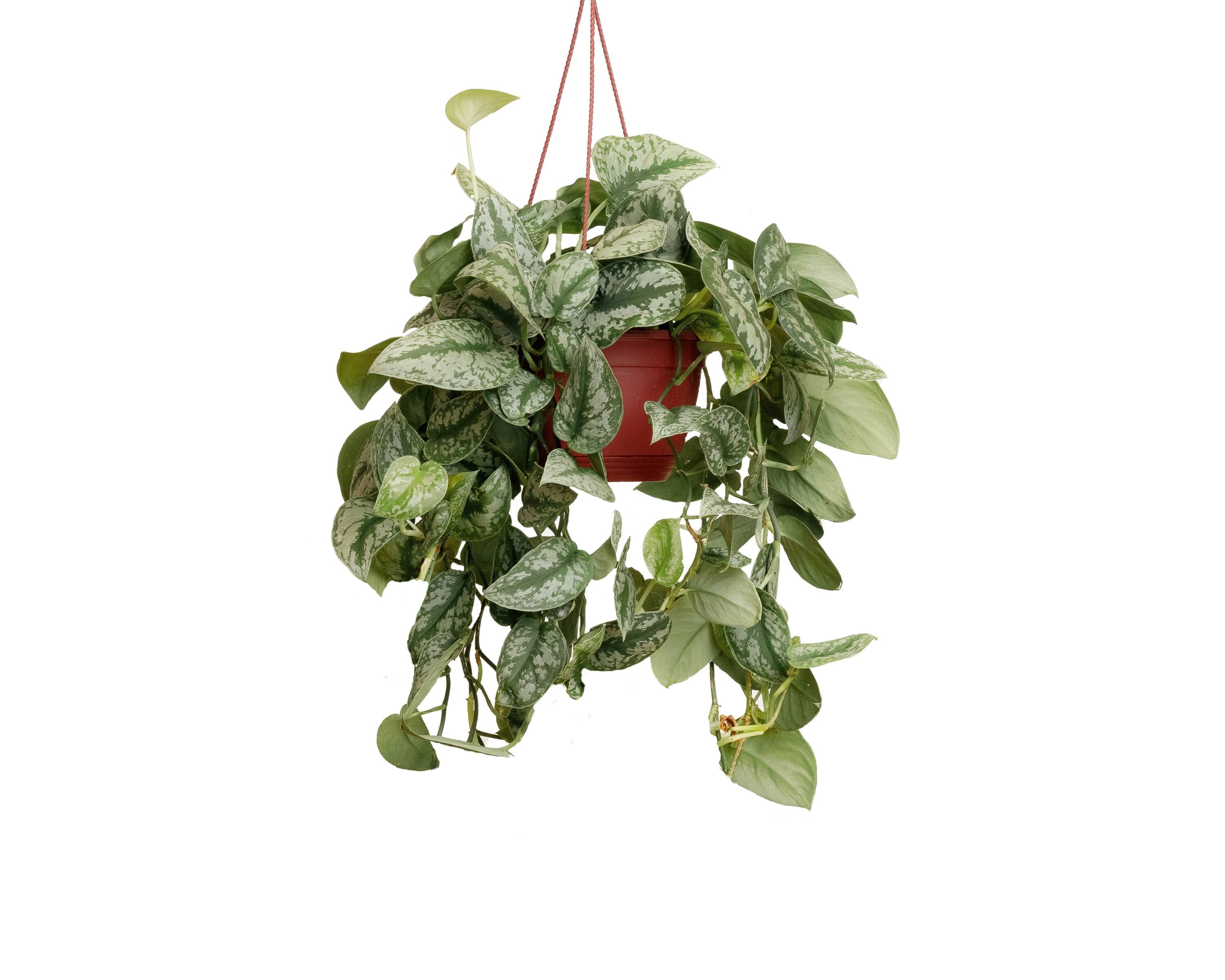 LiveTrends Green Sanctuary House plant in 64 Ounce(s) Hanging basket 1.0 -Pack #8INGRNSANCT