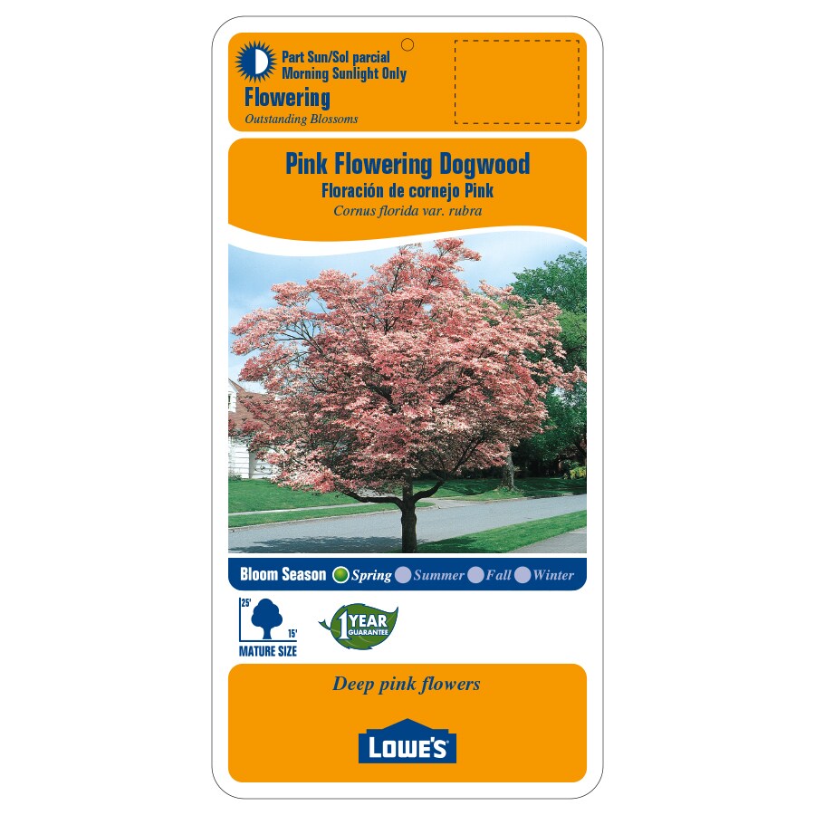 Lowe's 5.98-Gallons Pink Flowering Dogwood In Pot (With Soil) in