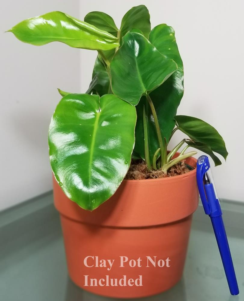 Burle Marx Philodendron House Plant in 6-in Pot