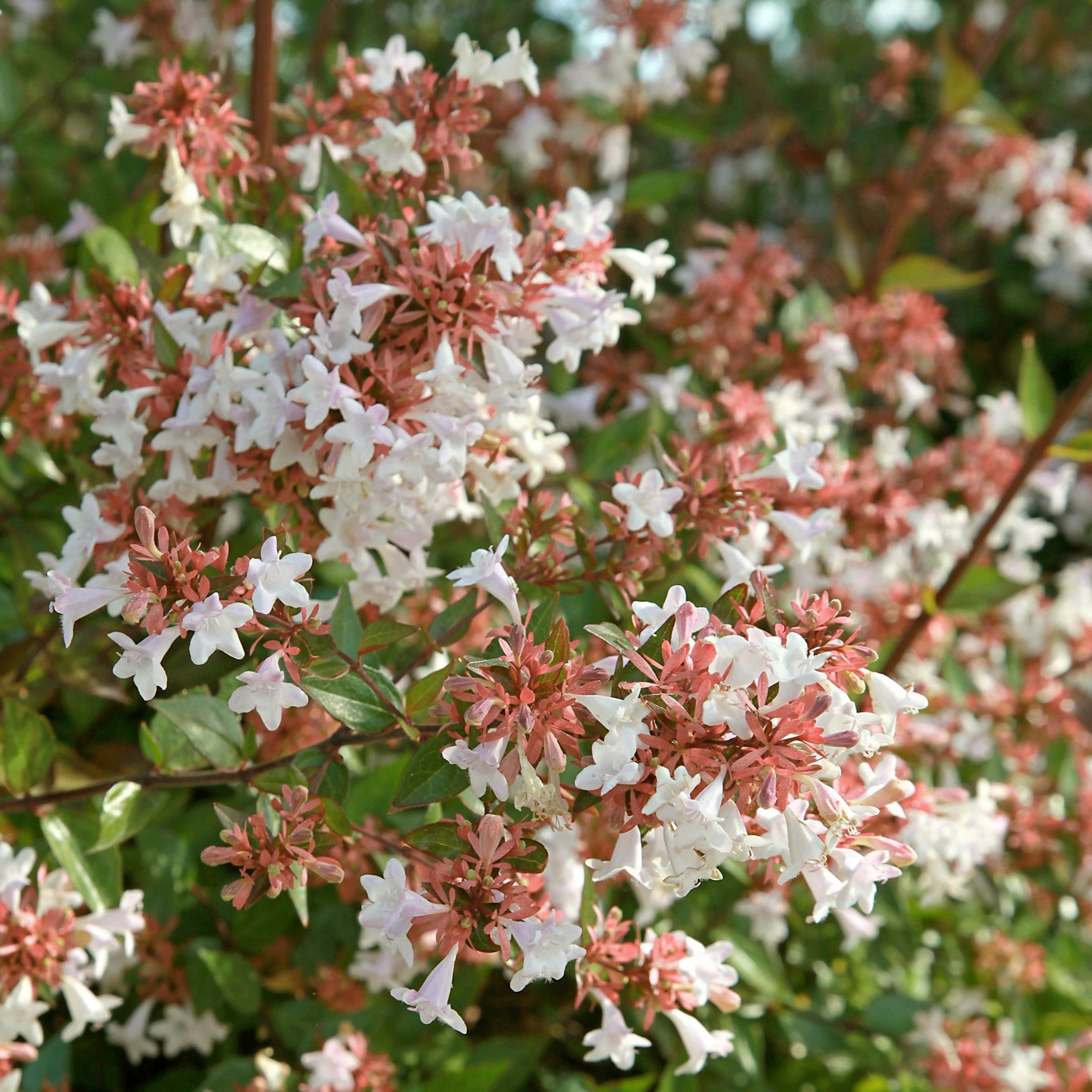 National Plant Network LW2210 shrubs - View #9