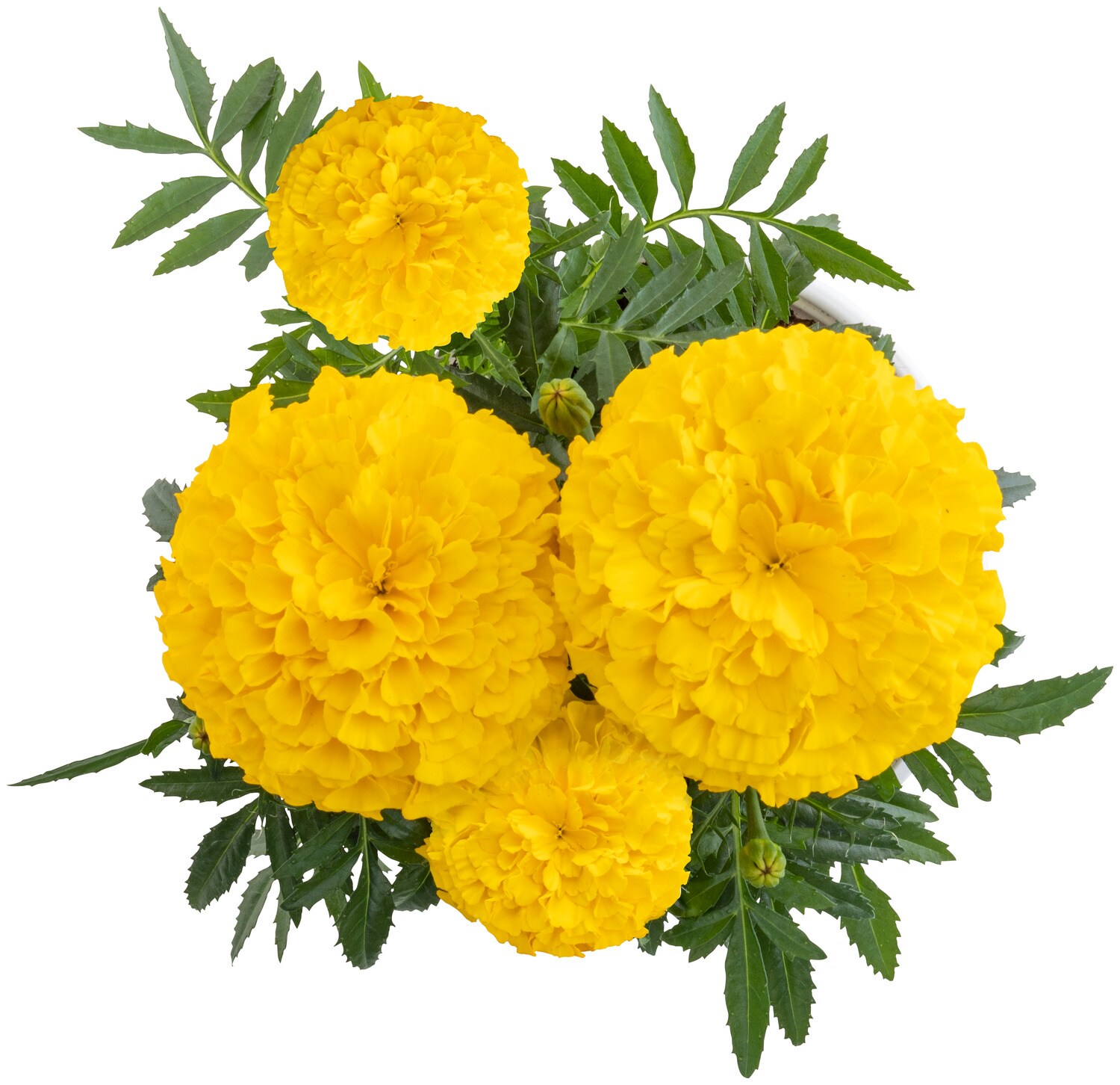 Miracle-Gro 201826 annuals - View #7