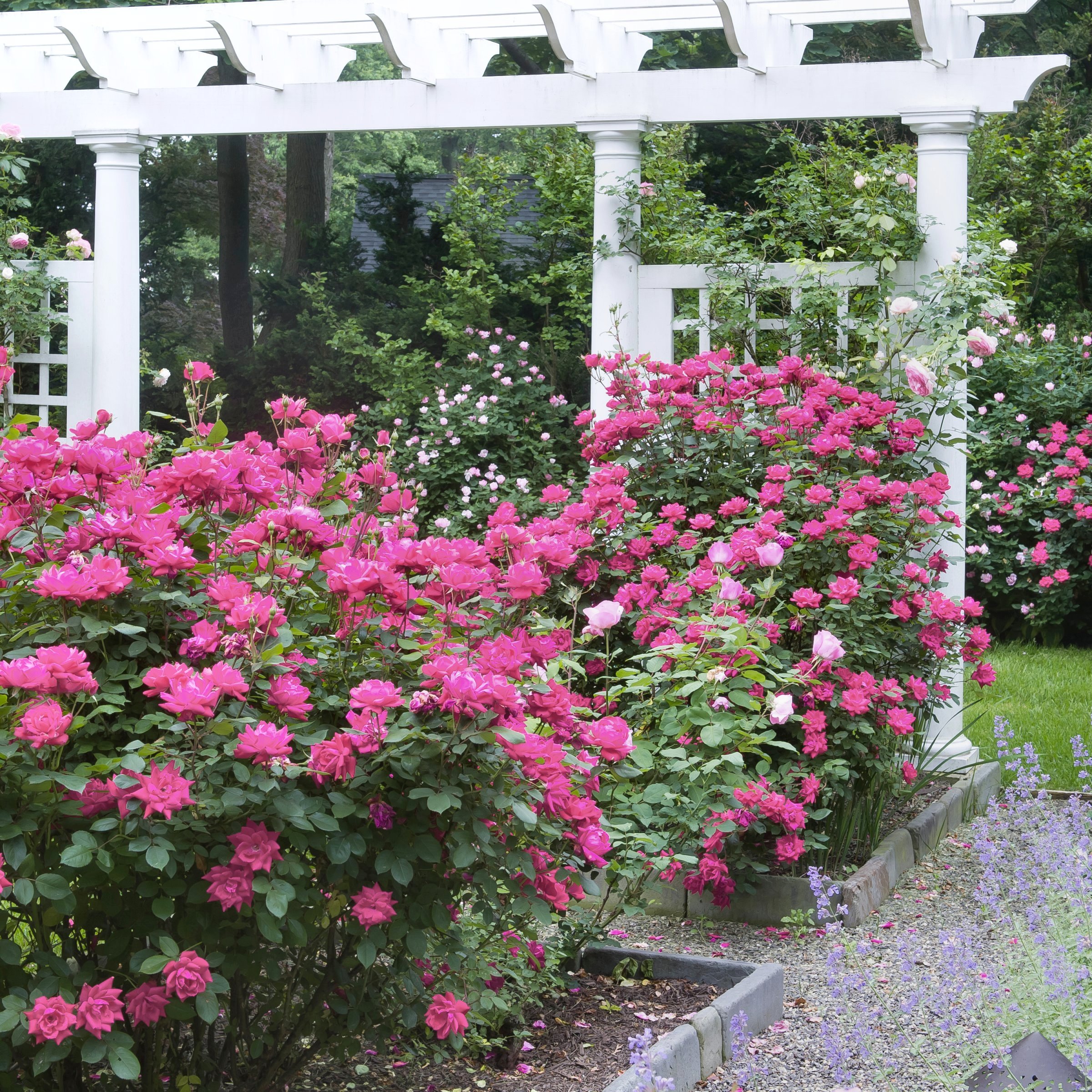 National Plant Network LW2573 roses - View #5