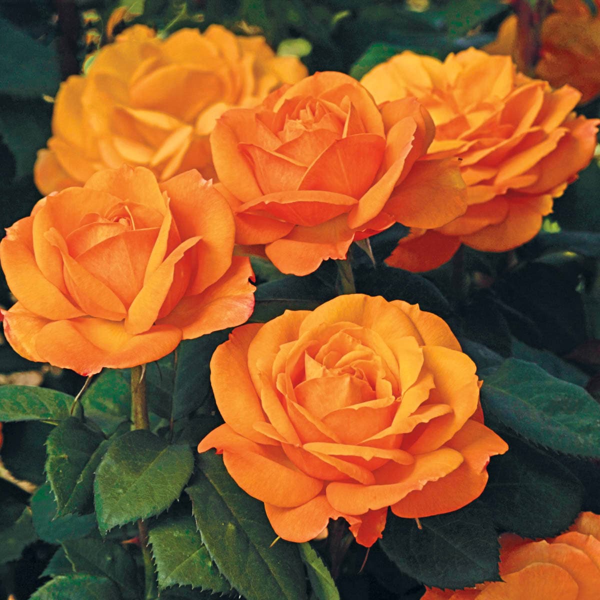 Spring Hill Nurseries 85031 Yellow Flowering Good As Gold Dormant 1 -Pack 1.0 -Pack in Bare root