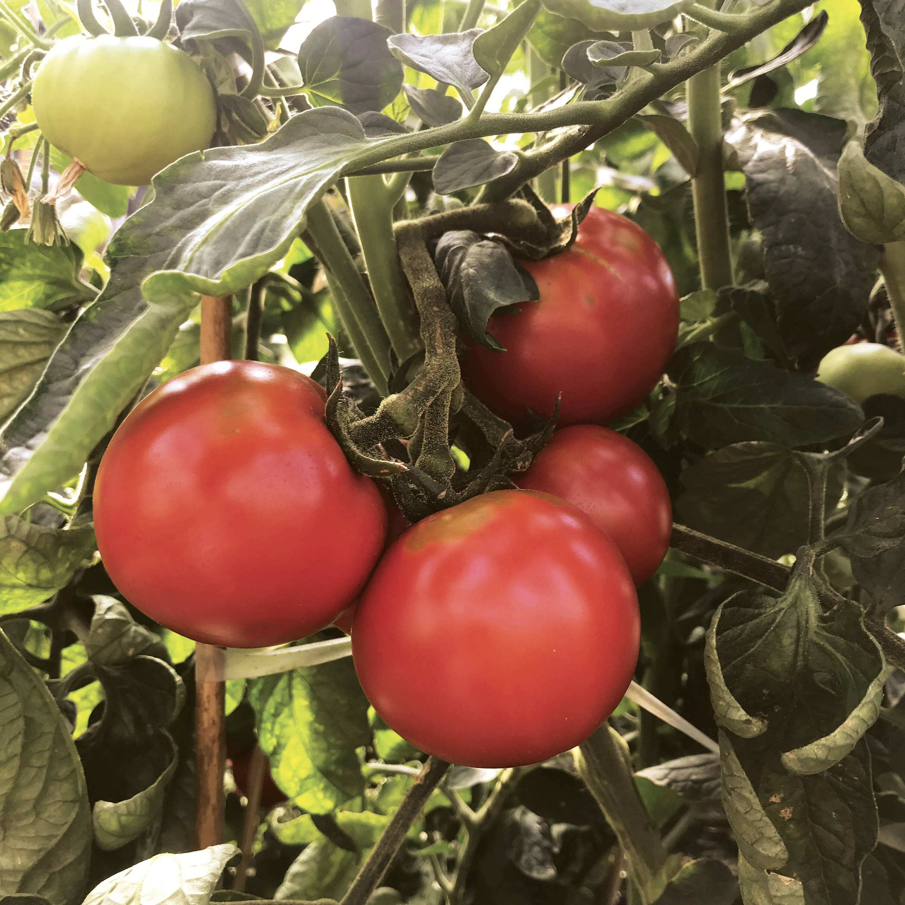 Lowe's Tomato Assortment Plant in the Vegetable Plants department at