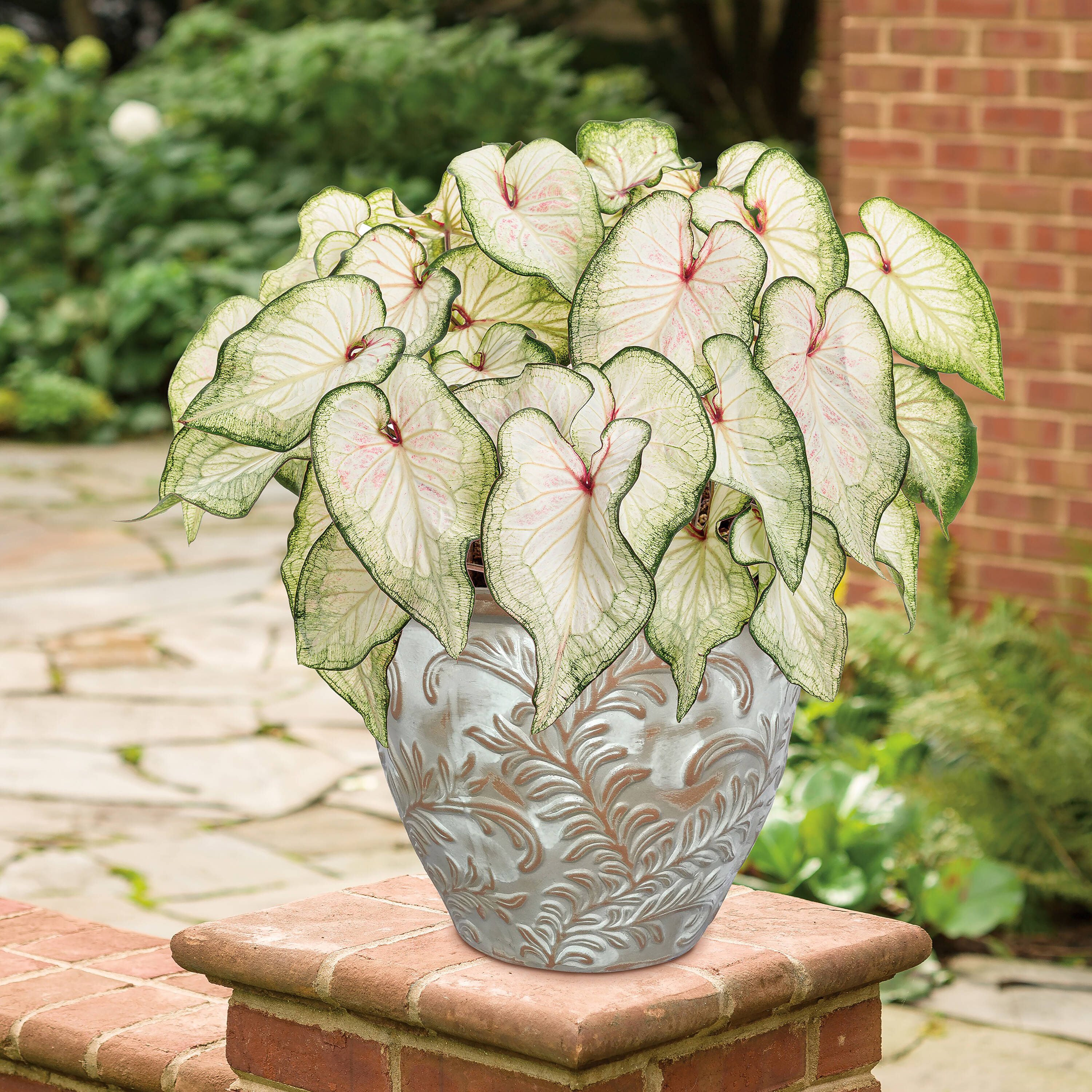 Proven Winners Heart To Heart 'White Wonder' Caladium In Quart Pot ...