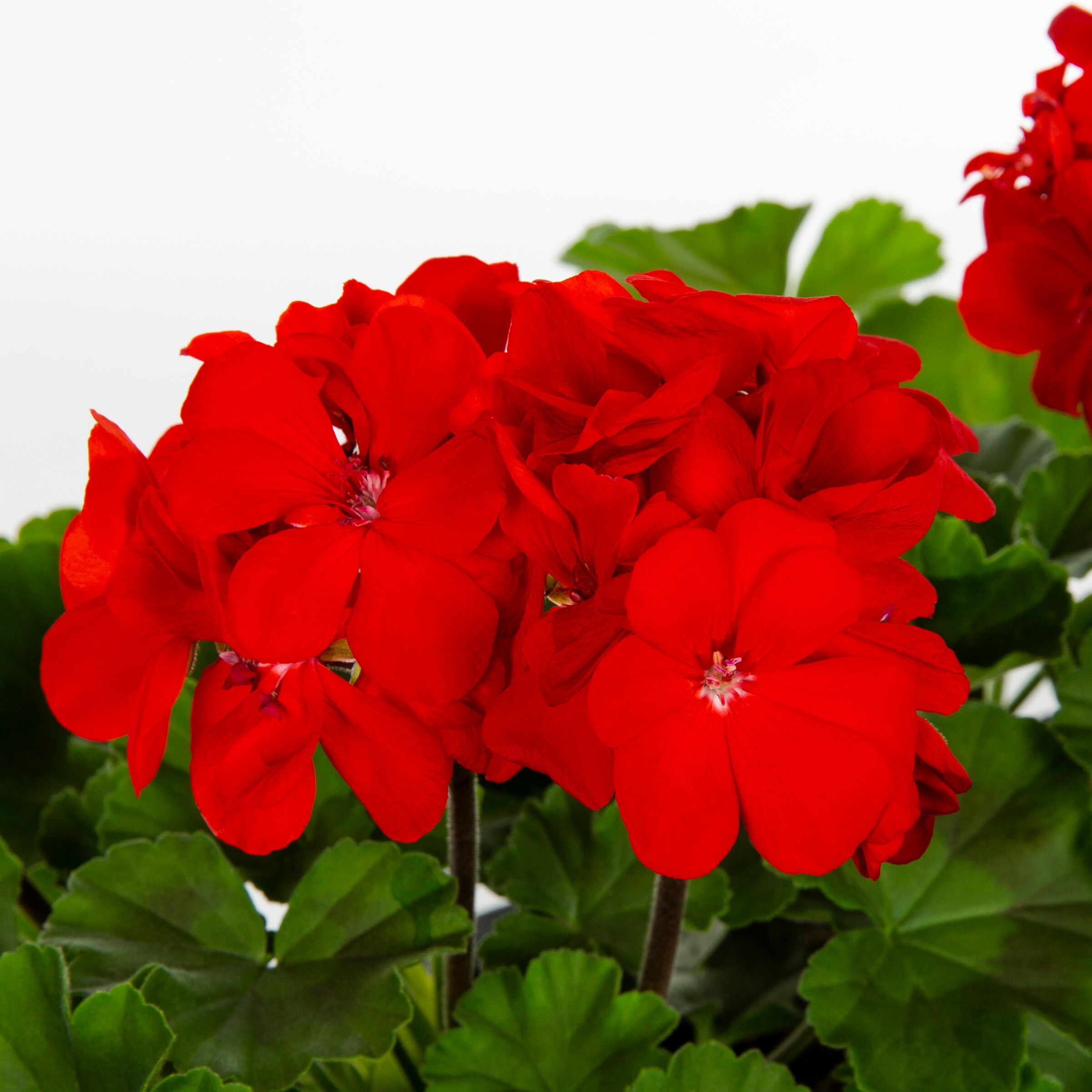 Lowe's NURSERY annuals - View #3