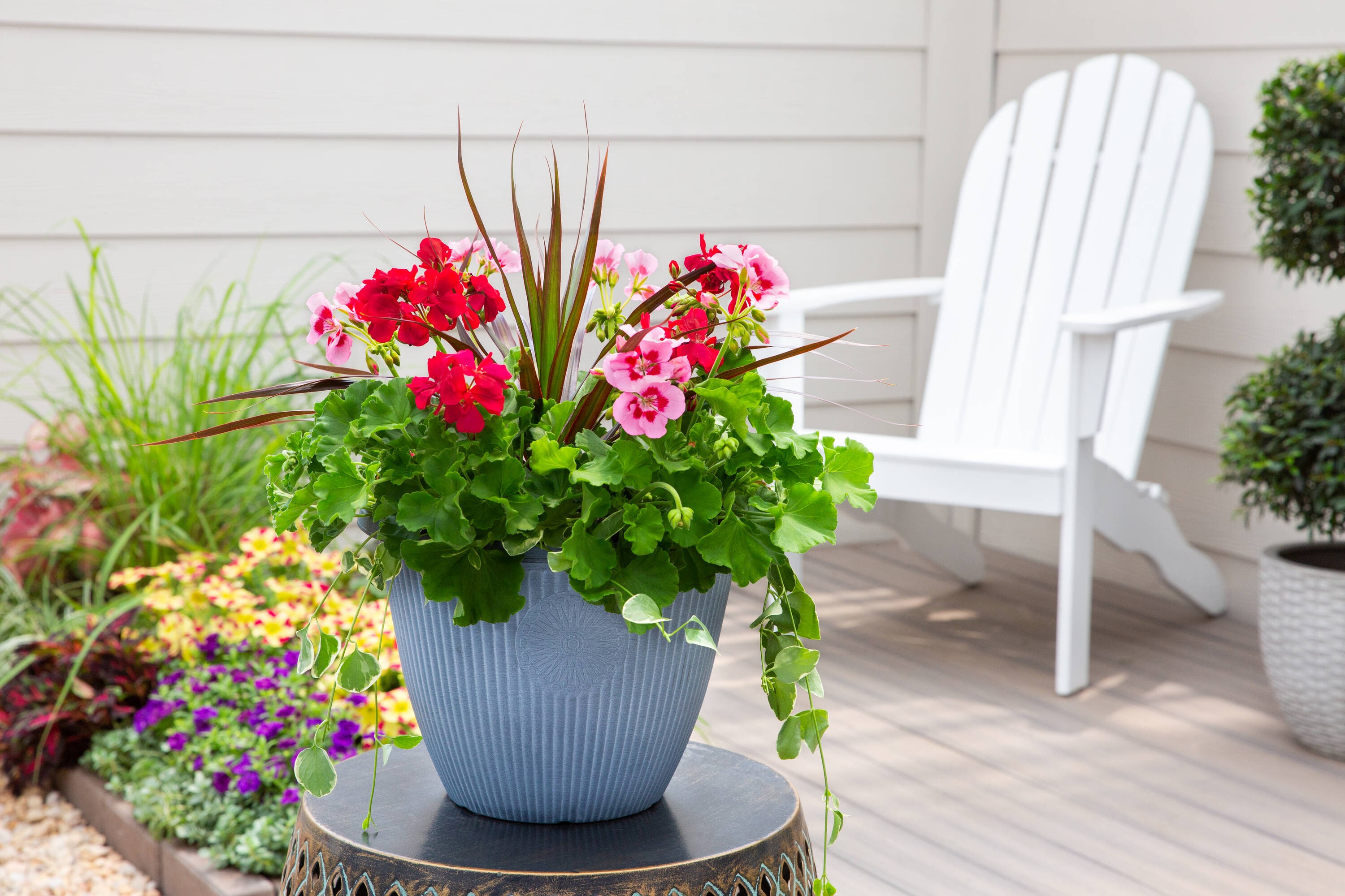 Monrovia 4846 annuals - View #4