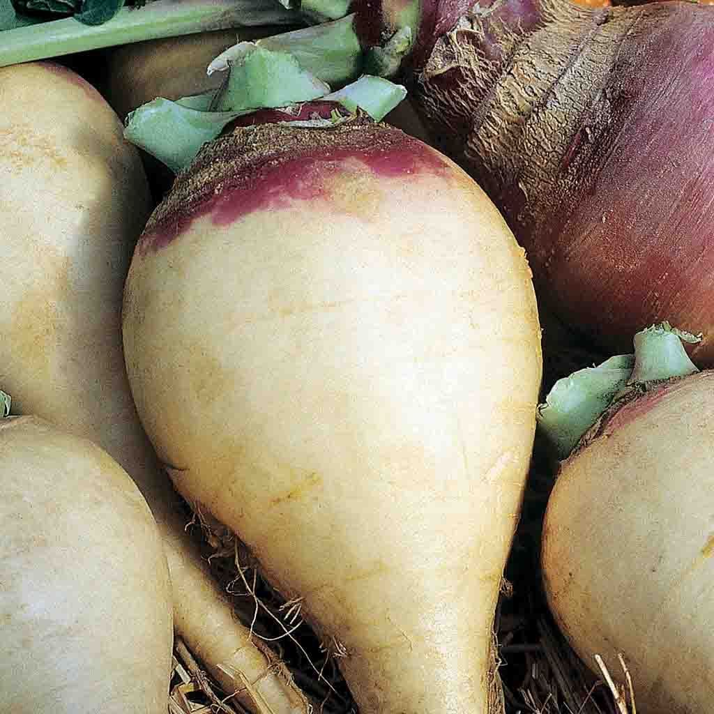 Ferry-Morse LC25.7621 Vegetable-Herb-Seeds - View #3
