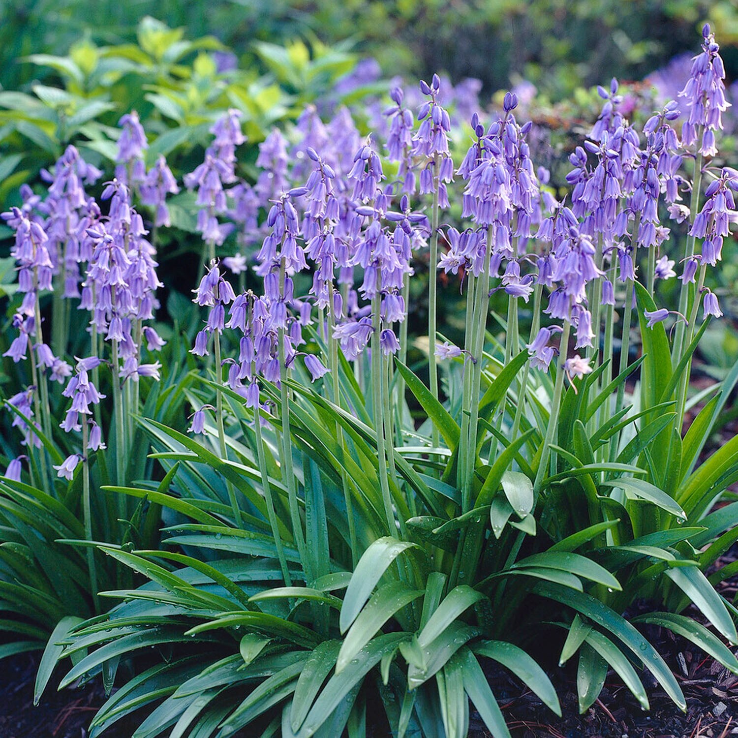 Garden State Bulb ECF-155-100-02 Blue Blue Wood Hyacinth Flower Bulbs 100 Count