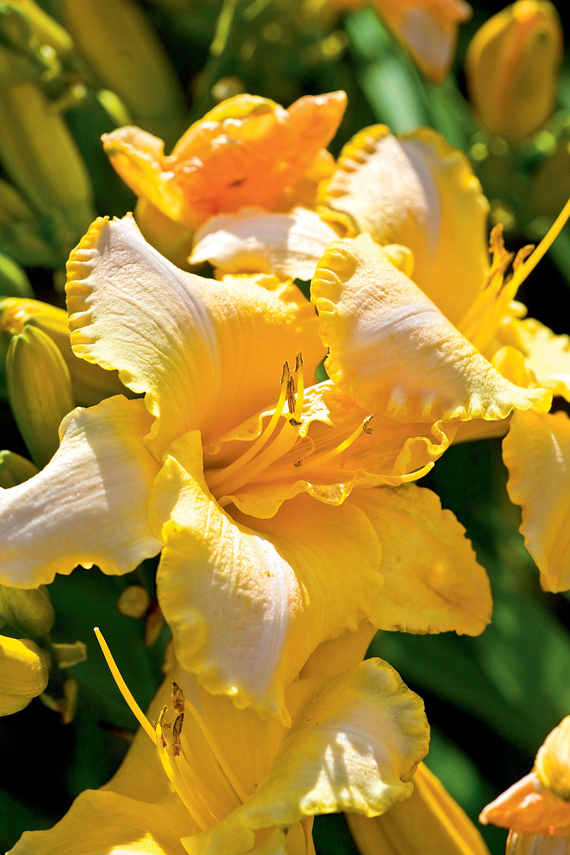 Lowe's NURSERY Joy of Living Daylily Flowering Shrub in 2.50 -Quart Pot 1.0 -Pack with Red Blooms