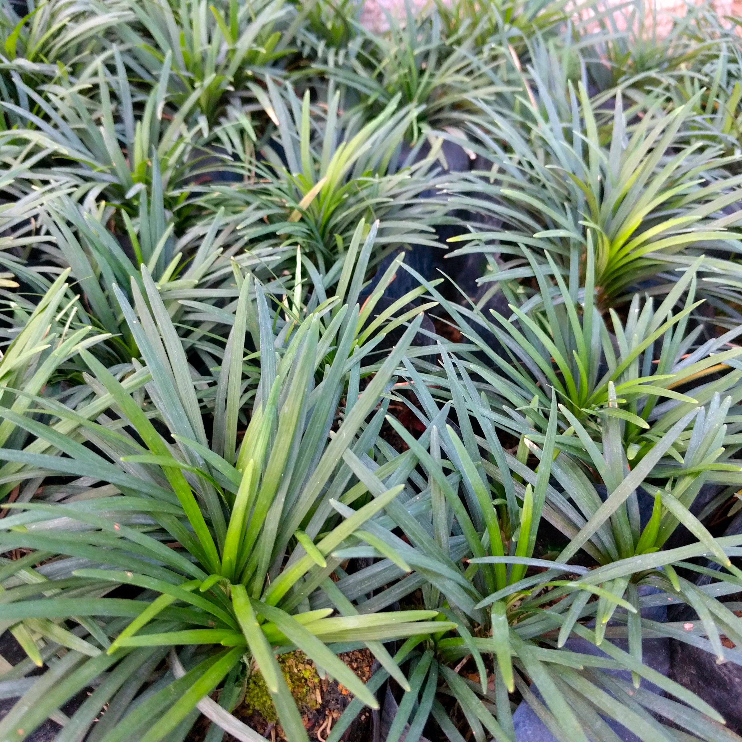 National Plant Network LW1813 perennials - View #2