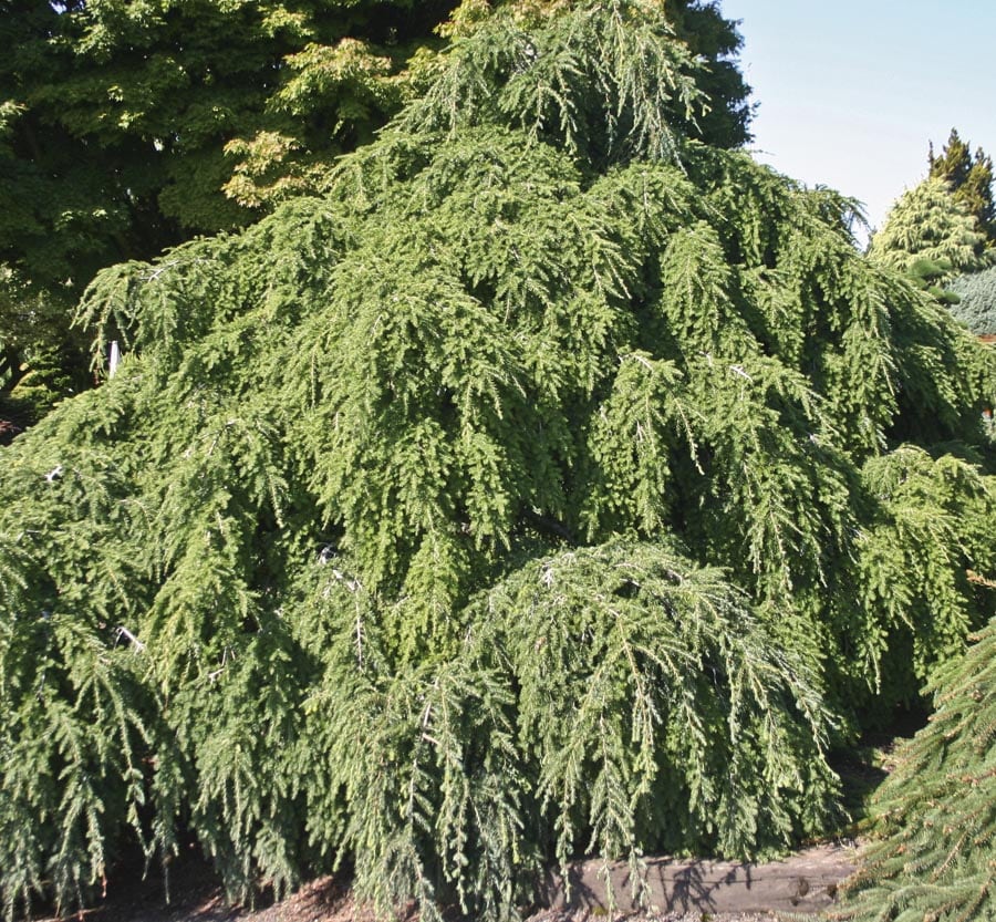  NURSERY 5-Gallon No Flowers Feature Tree Weeping Hemlock