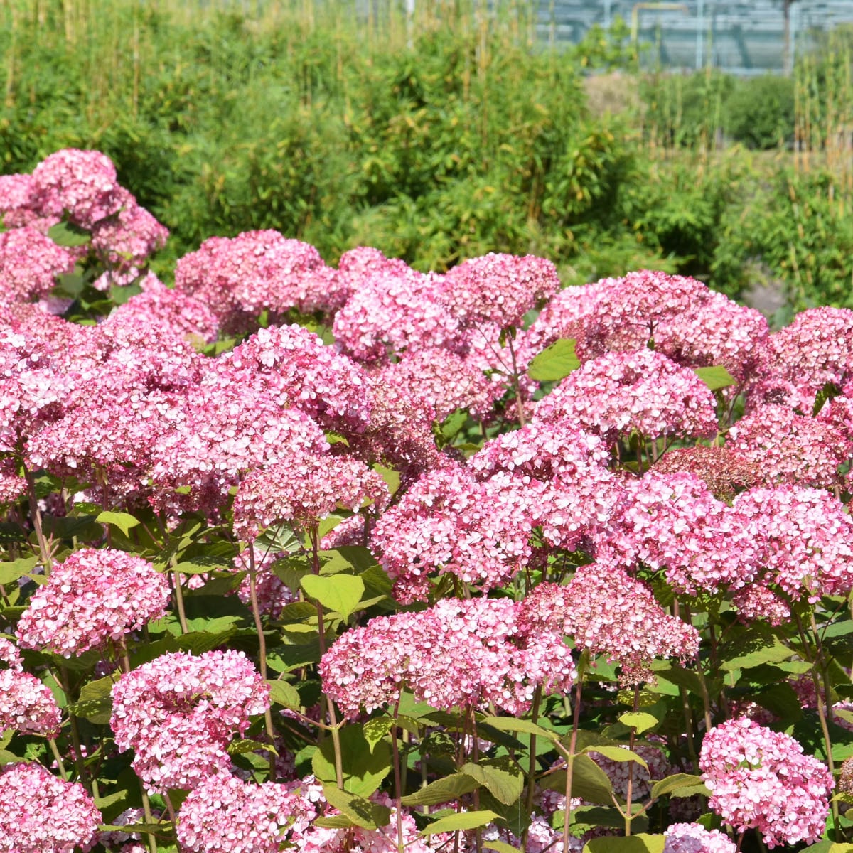 Gurney's Seed and Nursery 84381 shrubs - View #2