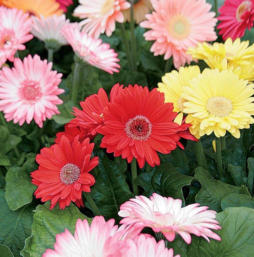 Lowe's Multicolor Gerbera Daisy in 1-Gallon Planter in Annuals department at Lowes.com