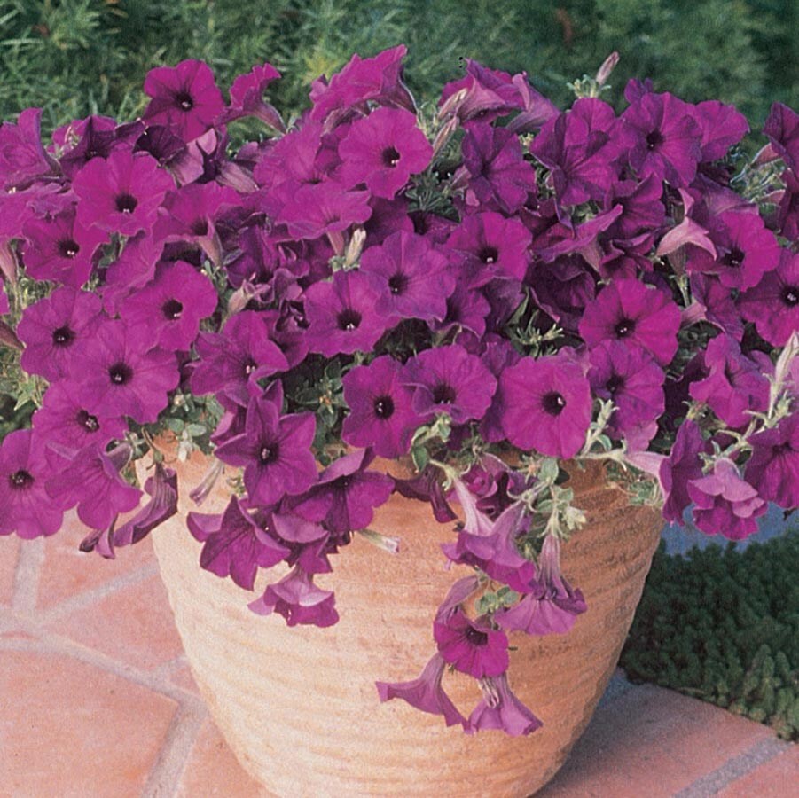Lowe's N/A annuals - View #4