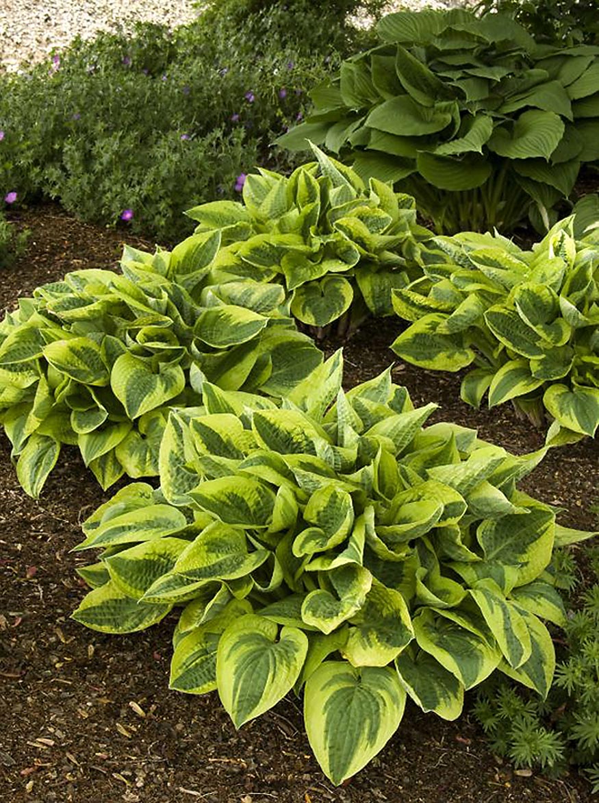 Monrovia 041851 Lavender Wide Brim Plantain Lily Plant in -Quart