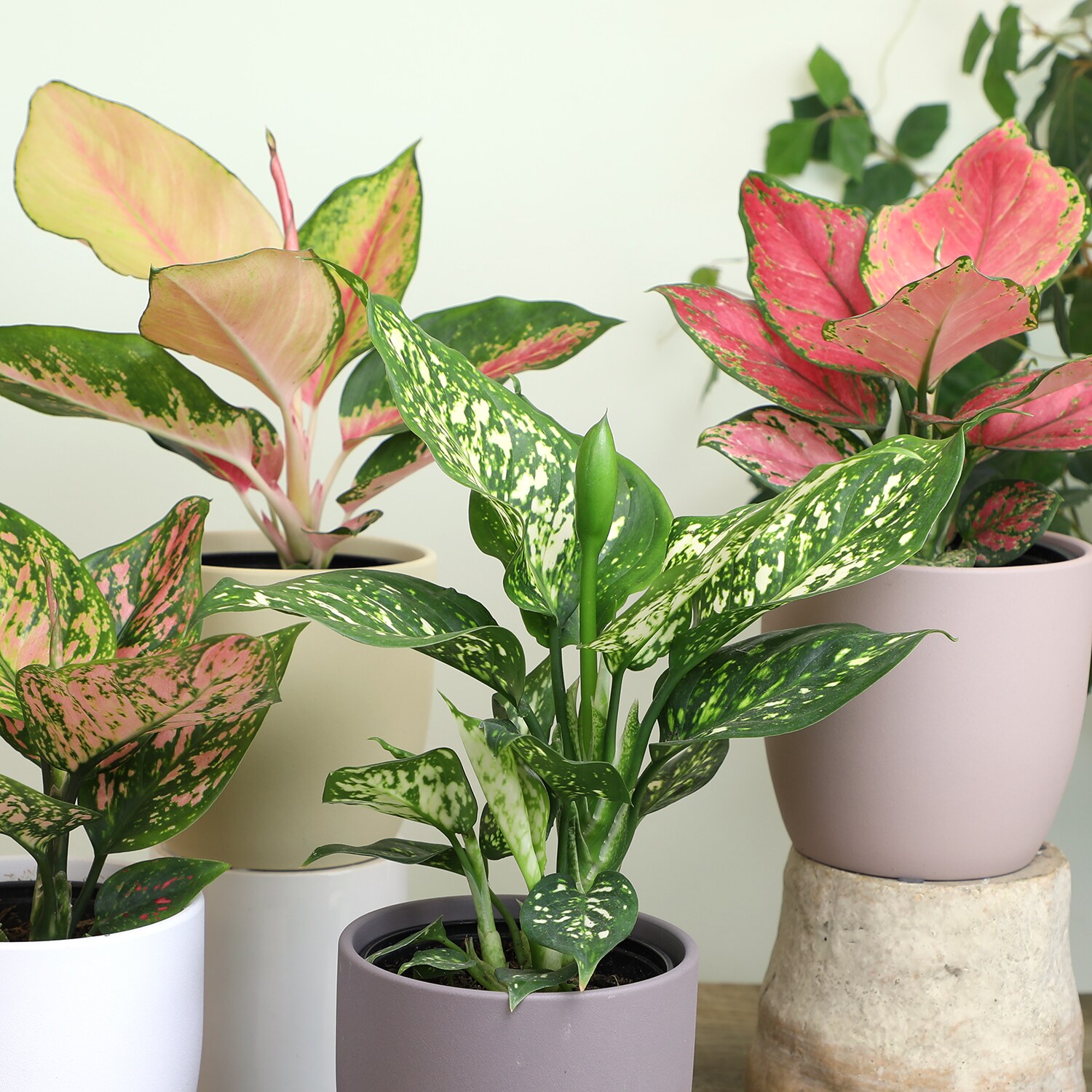 Altman Plants 0872660 hseplants - View #7