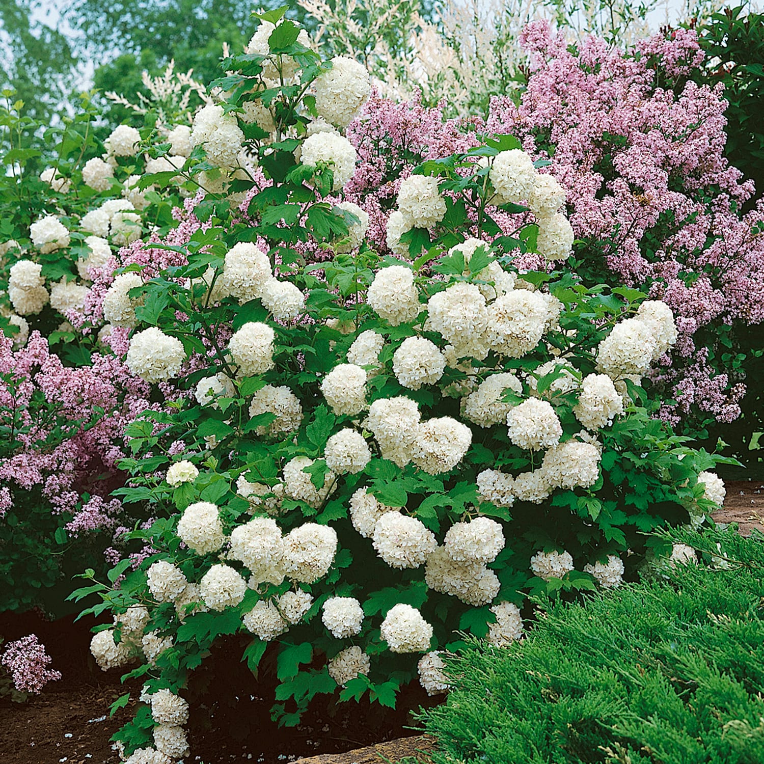Flowerwood 56813FL-1 shrubs - View #2