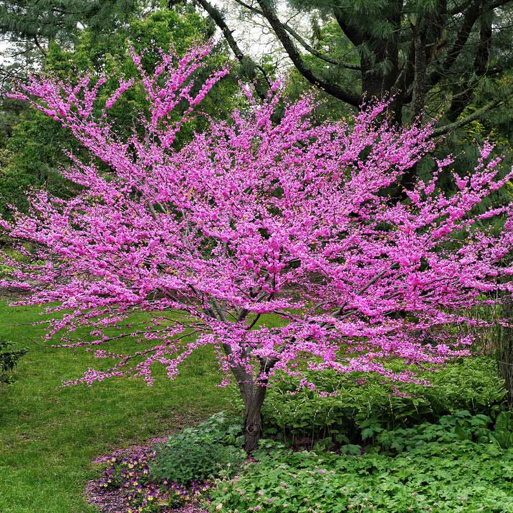  13CER5CAN trees - View #4