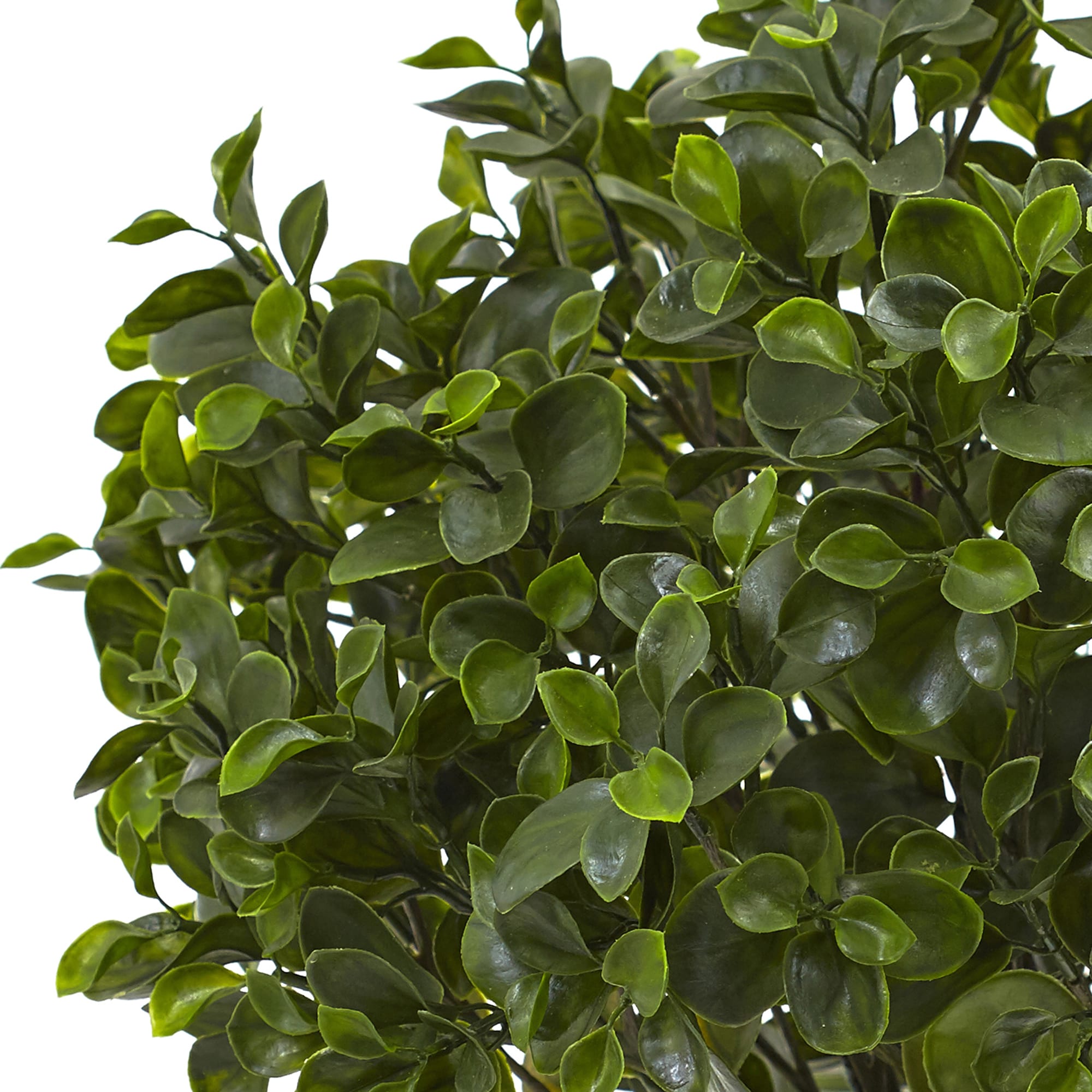 Lush Outdoor 24" UV-Resistant Peperomia in Black Pot