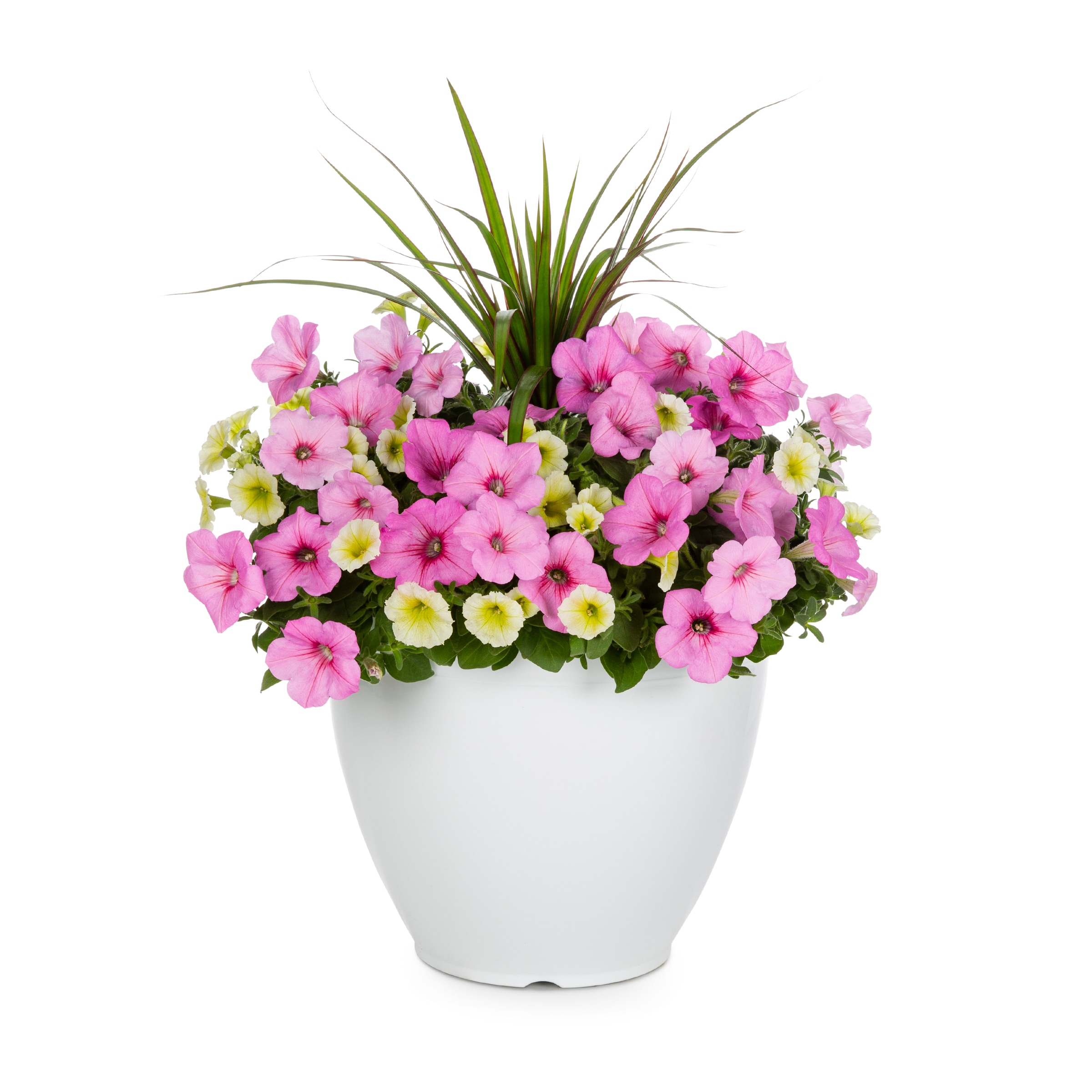 Lowe's Multicolor Wave Petunia in 3-Gallon Planter in the Annuals ...