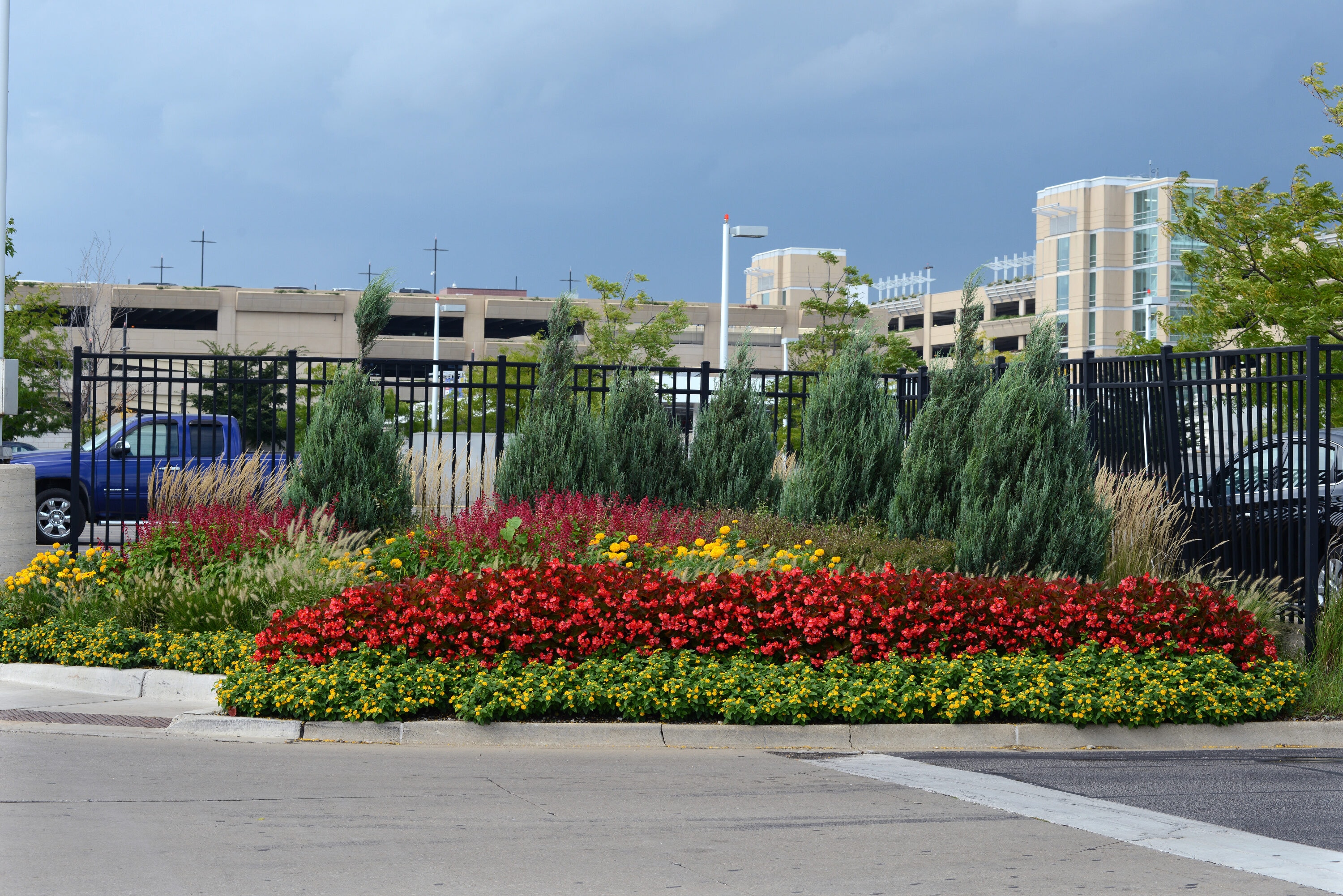 National Plant Network LW7330 Ornamental-Grasses - View #5