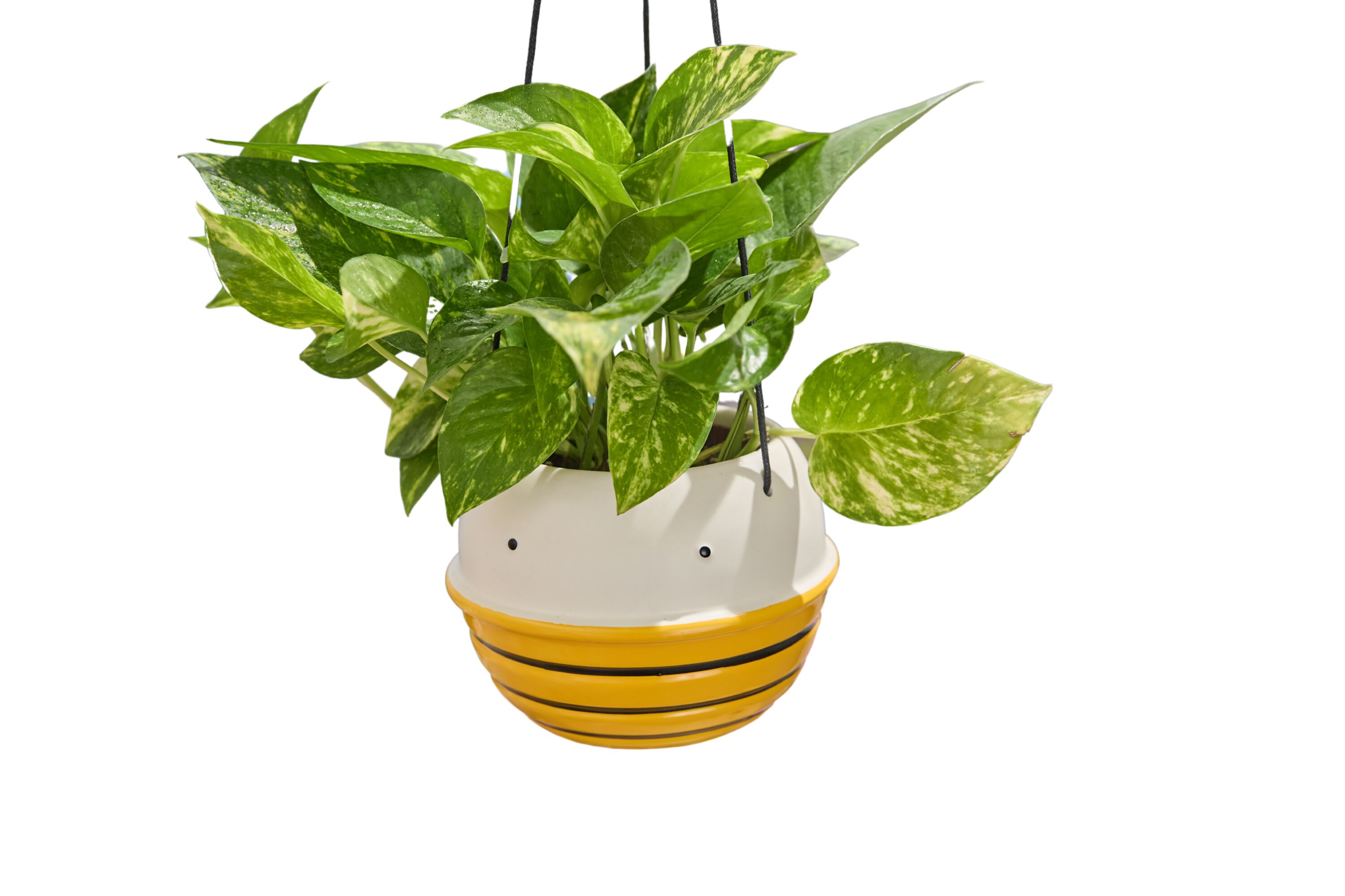 LiveTrends ASB08166 Golden Pothos - White Bea House plant in 4 Inch(es) Pot 1 -Pack